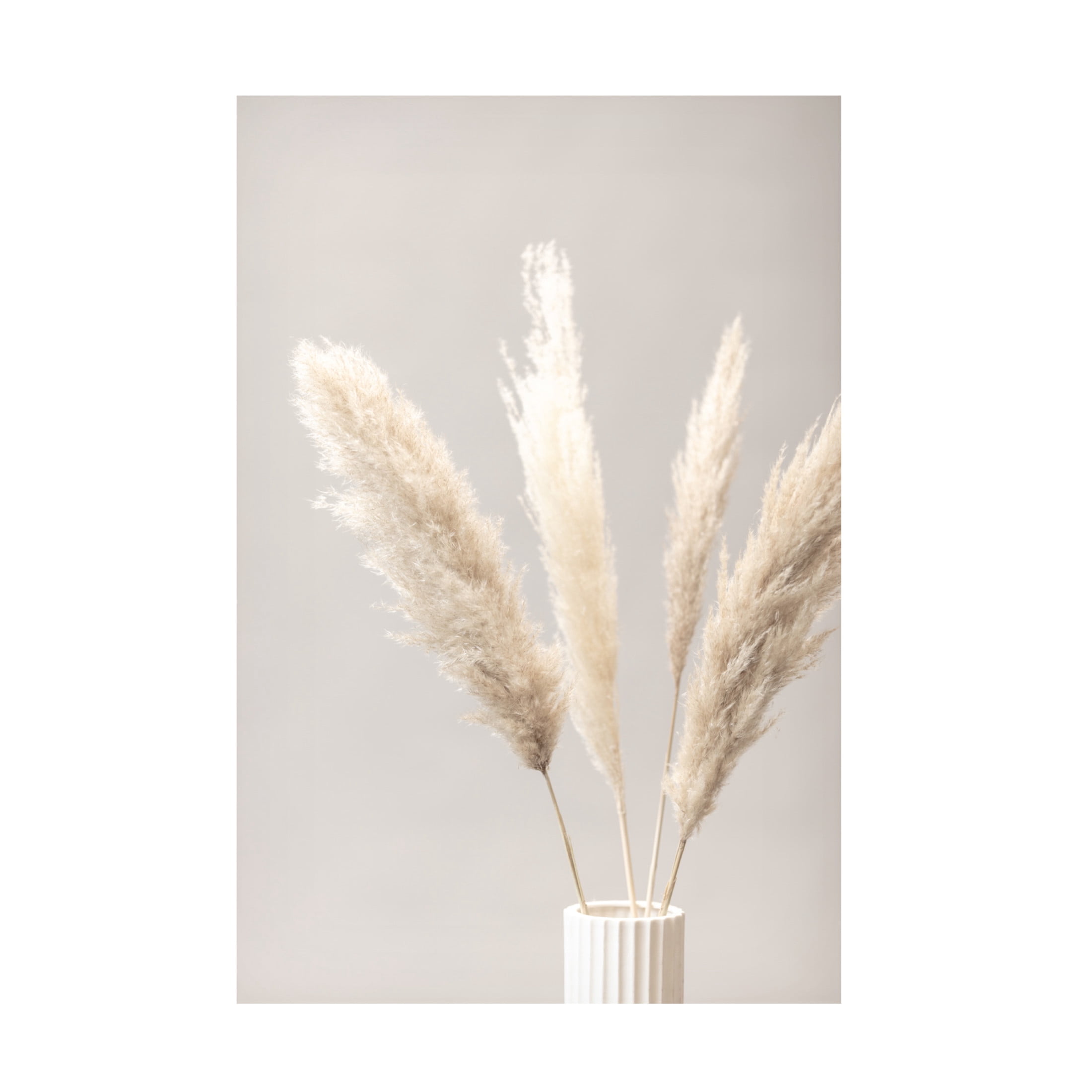 Trademark Fine Art Pictufy Studio Pampas Grass Grey 05 Canvas Wall Art
