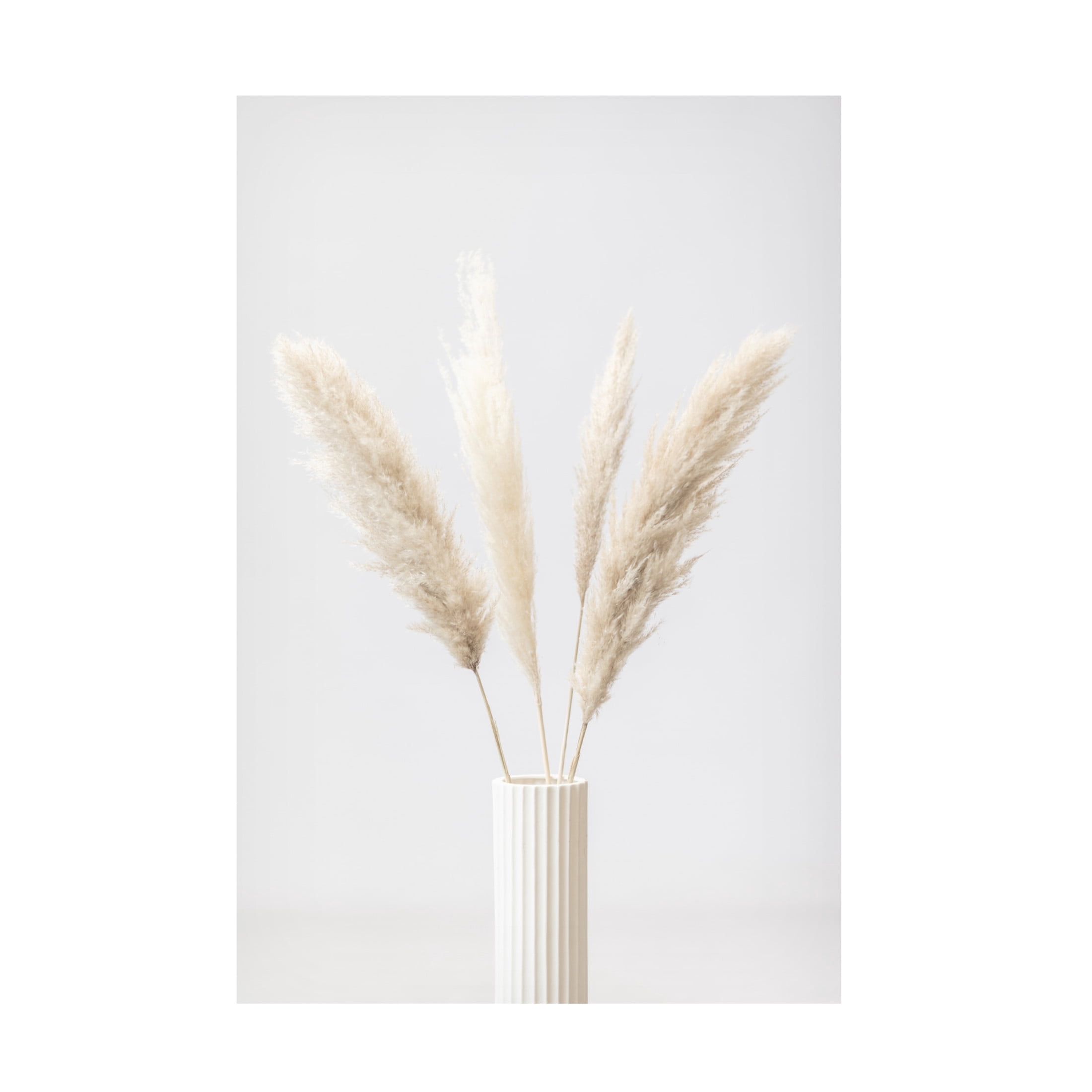 Trademark Fine Art Pictufy Studio Pampas Grass Grey 09 Canvas Wall Art