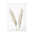 Trademark Fine Art Pictufy Studio Pampas White Canvas Wall Art