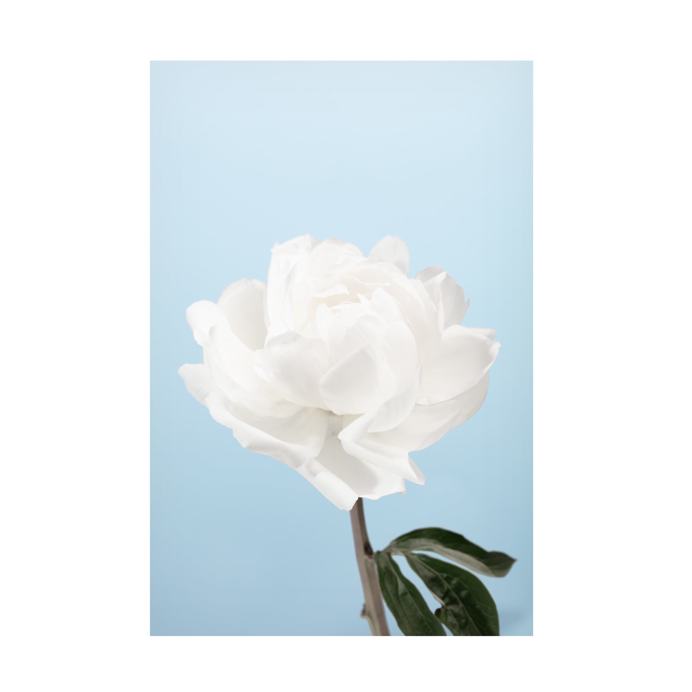 Trademark Fine Art Pictufy Studio Peony 1 Canvas Wall Art