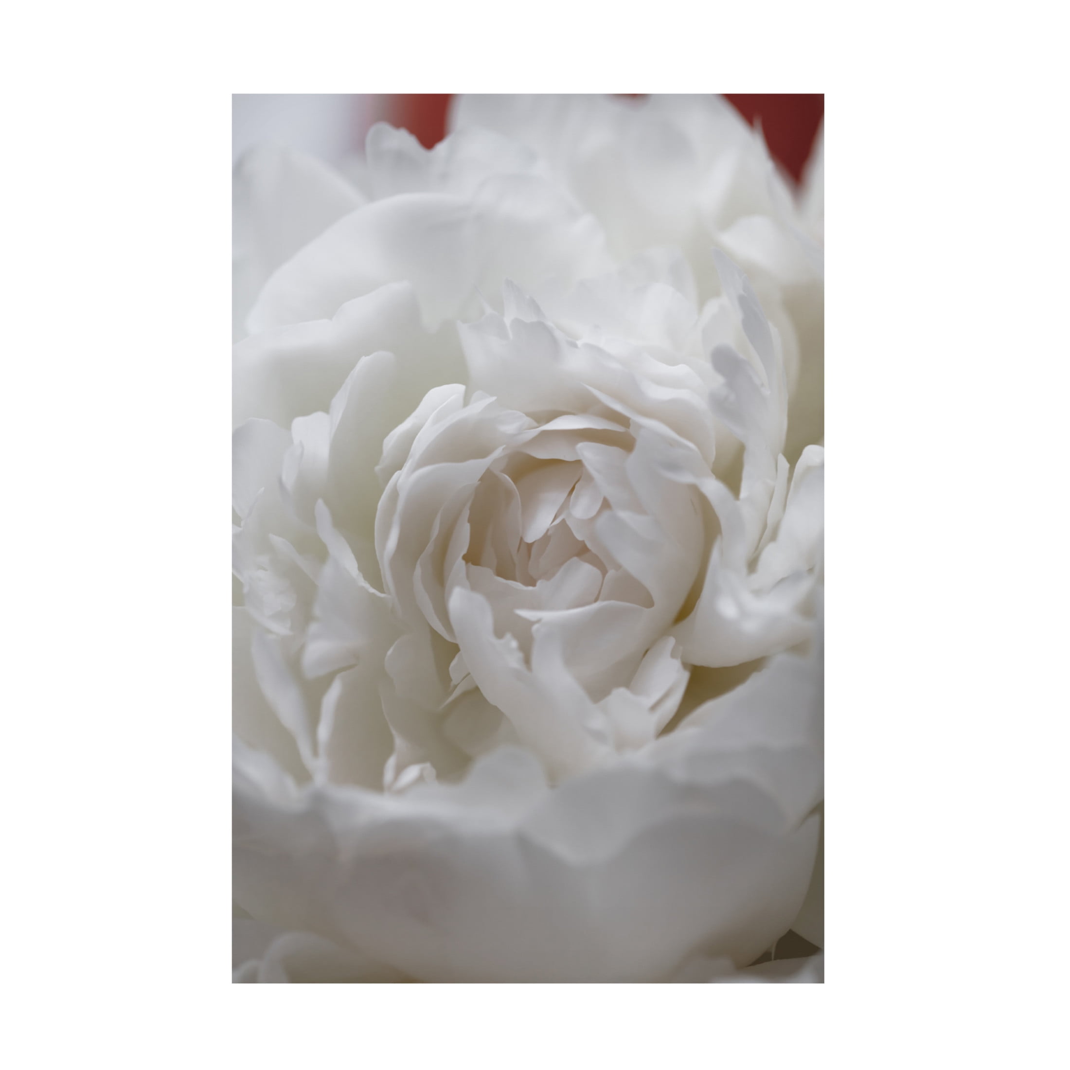 Trademark Fine Art Pictufy Studio Peony 13 Canvas Wall Art