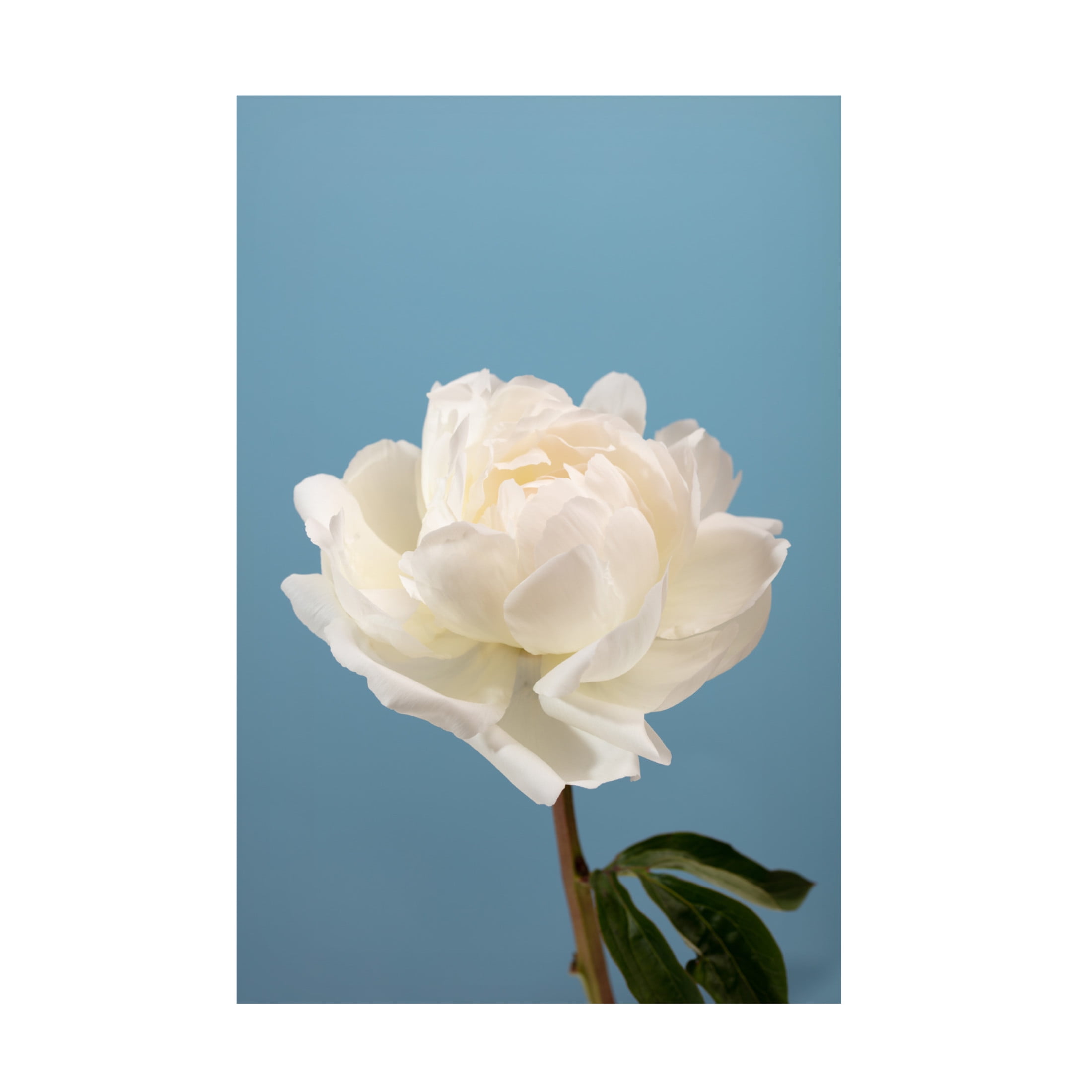 Trademark Fine Art Pictufy Studio Peony 2 Canvas Wall Art