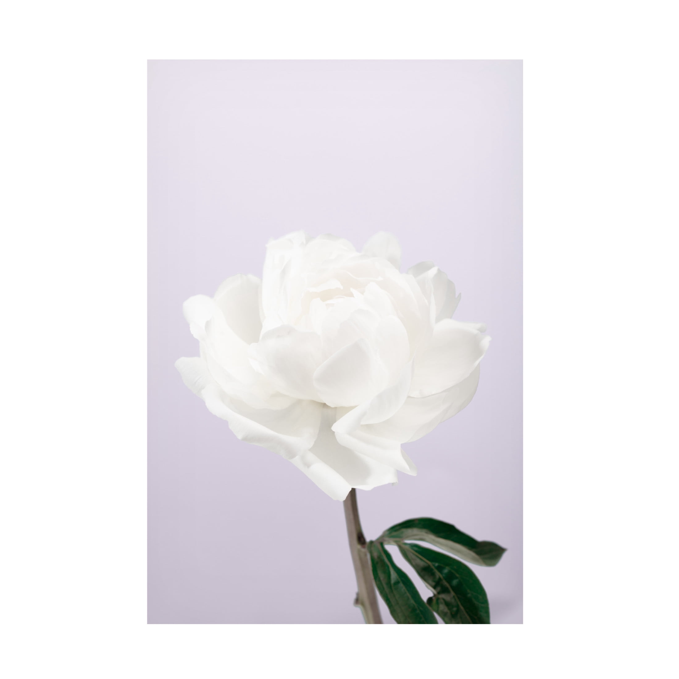 Trademark Fine Art Pictufy Studio Peony 3 Canvas Wall Art