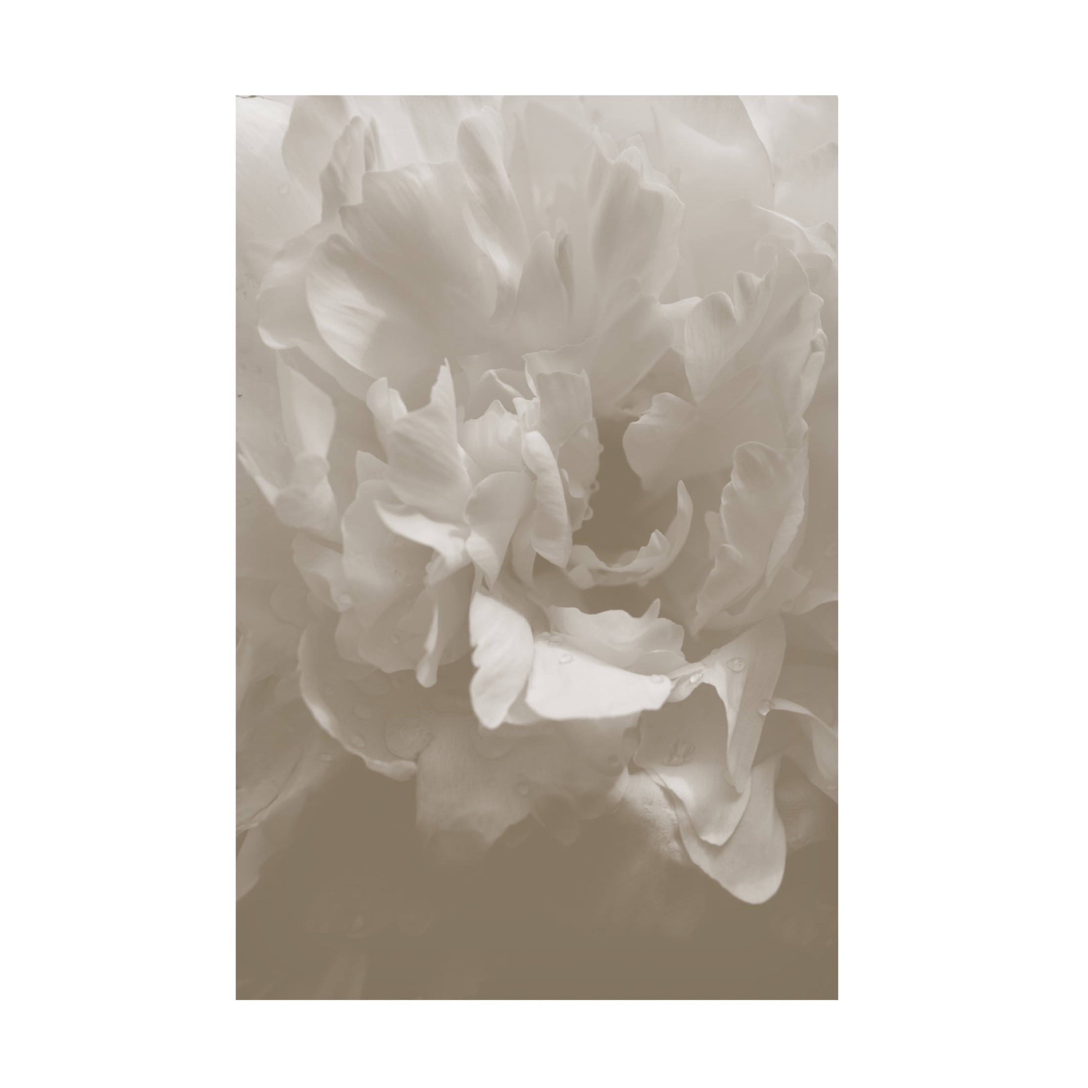 Trademark Fine Art Pictufy Studio Peony 9 Canvas Wall Art