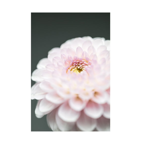 Trademark Fine Art Pictufy Studio Pink Flower No1 Canvas Wall Art