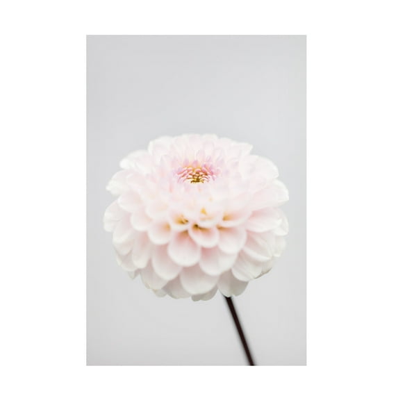 Trademark Fine Art Pictufy Studio Pink Flower No3 Canvas Wall Art