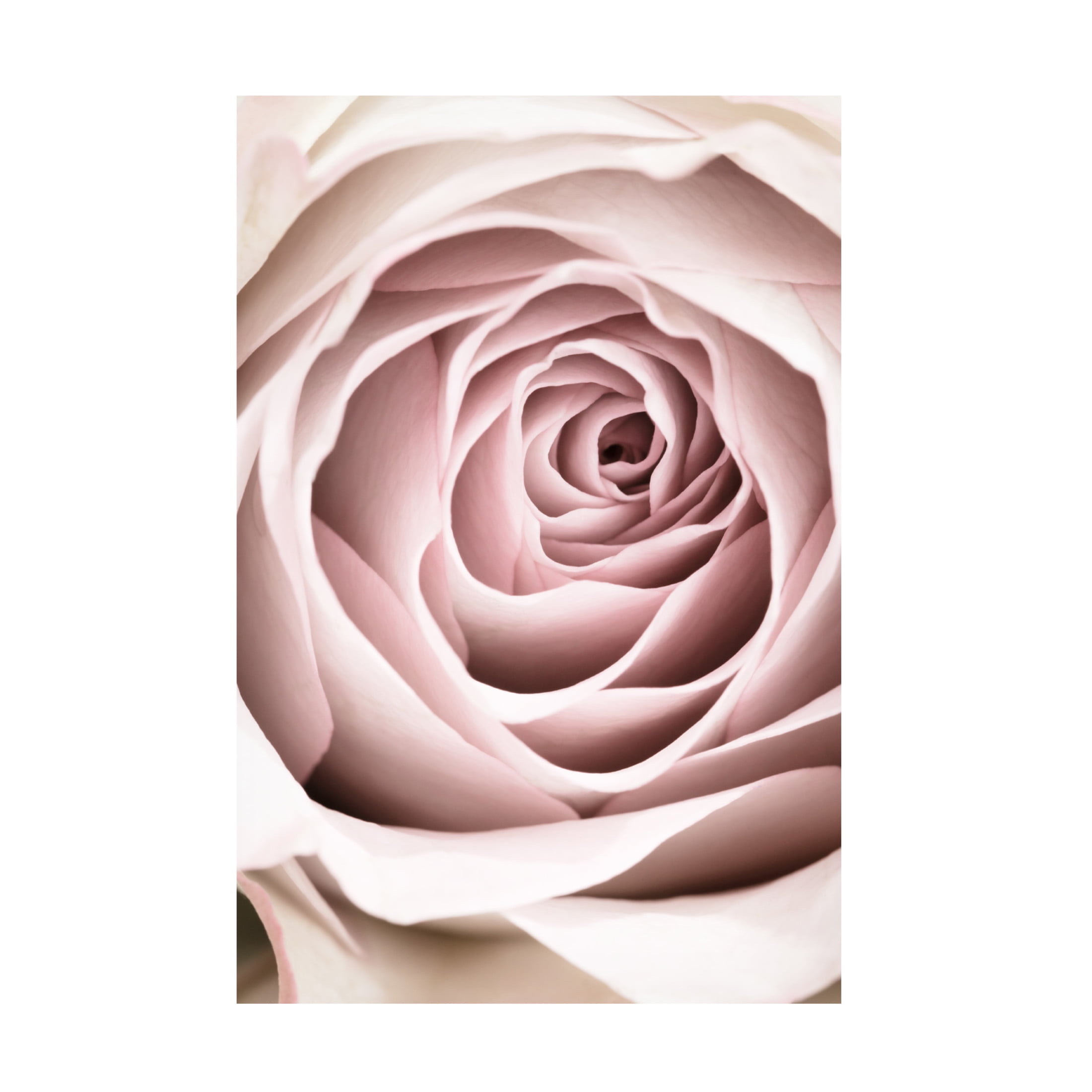Trademark Fine Art Pictufy Studio Pink Rose No 03 Canvas Wall Art