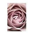 thumbnail image 1 of Trademark Fine Art Pictufy Studio Pink Rose No 04 Canvas Wall Art, 1 of 4