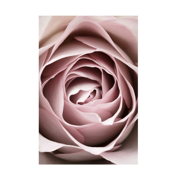 Trademark Fine Art Pictufy Studio Pink Rose No 04 Canvas Wall Art
