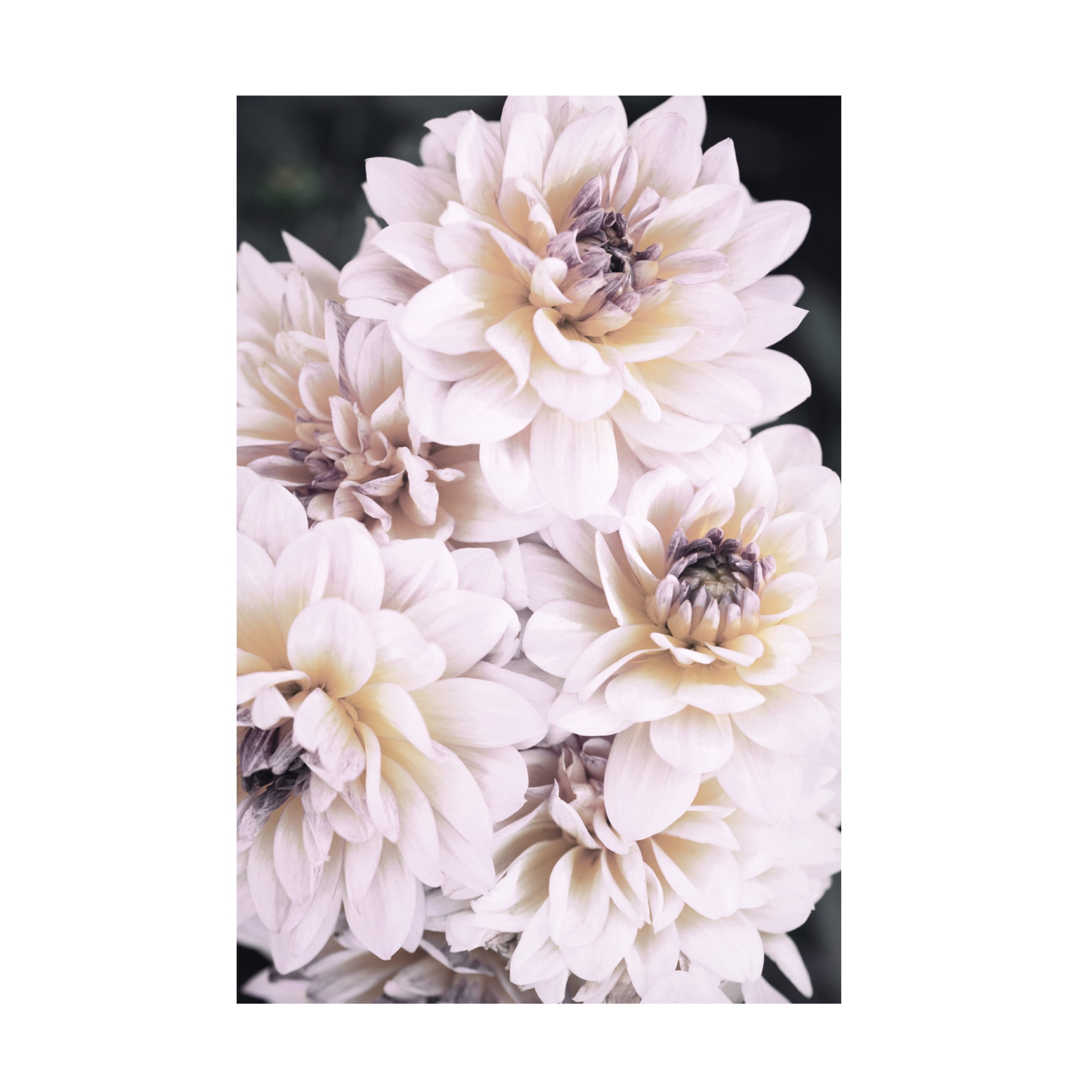 Trademark Fine Art Pictufy Studio Pinkish Flowers Canvas Wall Art