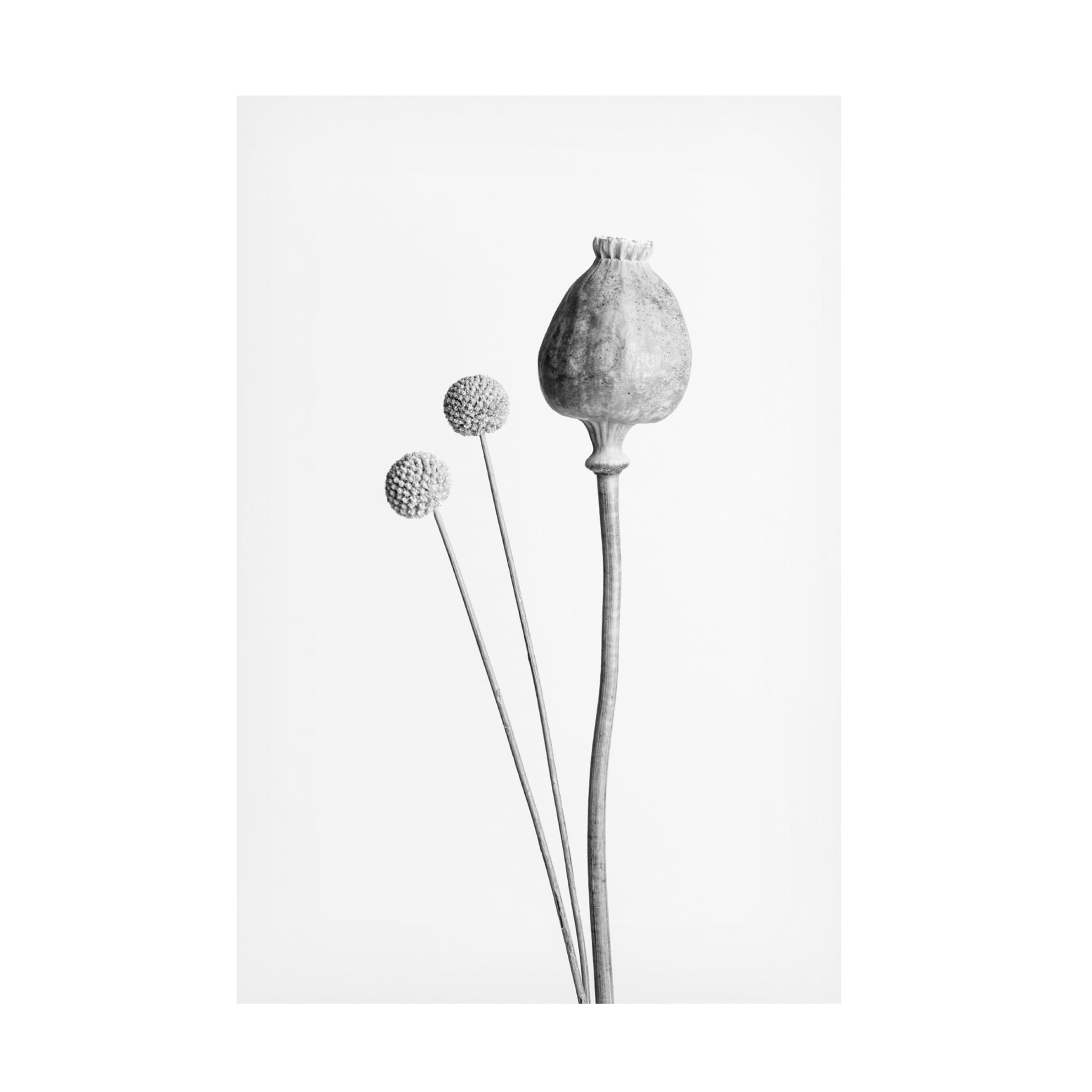 Trademark Fine Art Pictufy Studio Poppy Seed Capsule Black And White Canvas Wall Art