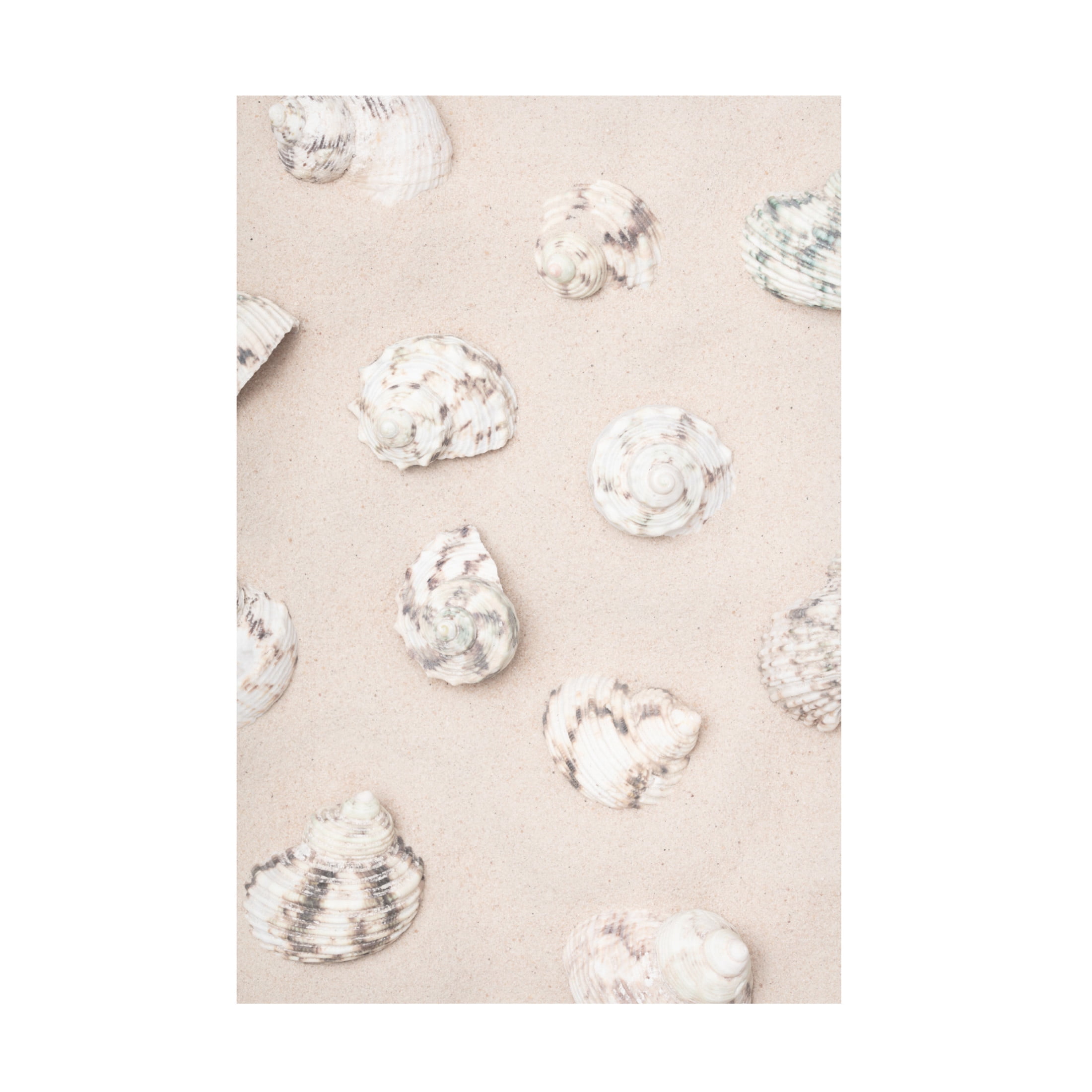 Trademark Fine Art Pictufy Studio Shells 2 Canvas Wall Art