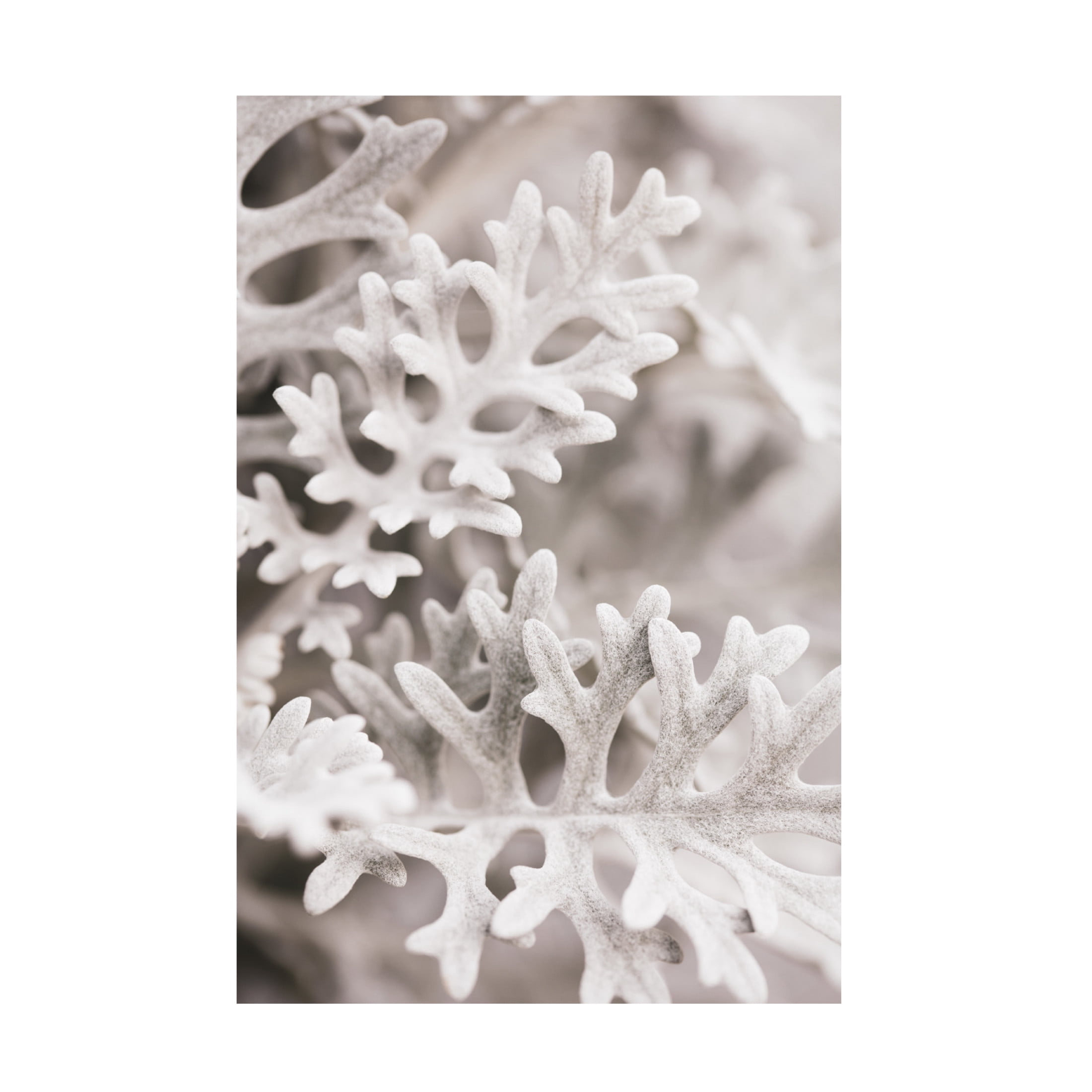Trademark Fine Art Pictufy Studio Silver Leaves Canvas Wall Art