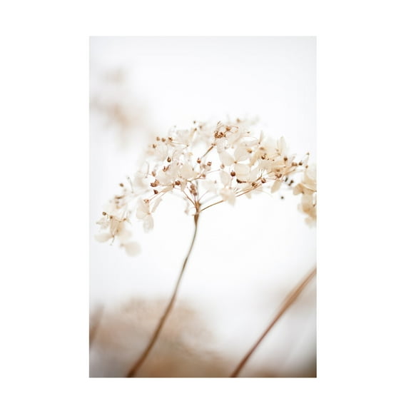 Trademark Fine Art Pictufy Studio Soft Dried Flower Brown Canvas Wall Art