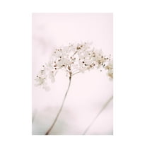 Trademark Fine Art Pictufy Studio Soft Dried Flower Pink Canvas Wall Art