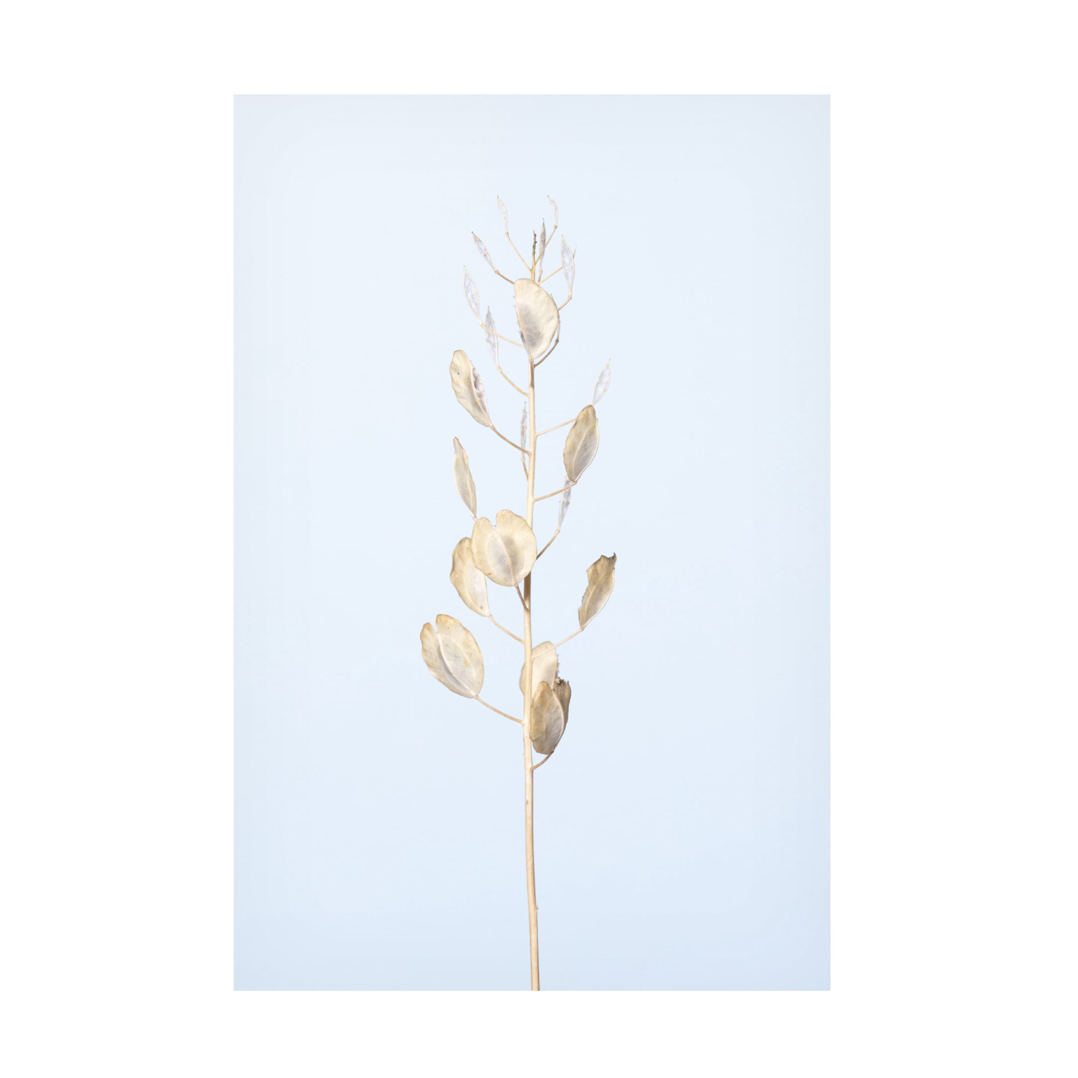 Trademark Fine Art Pictufy Studio Solitary Dried Plant Light Blue Canvas Wall Art