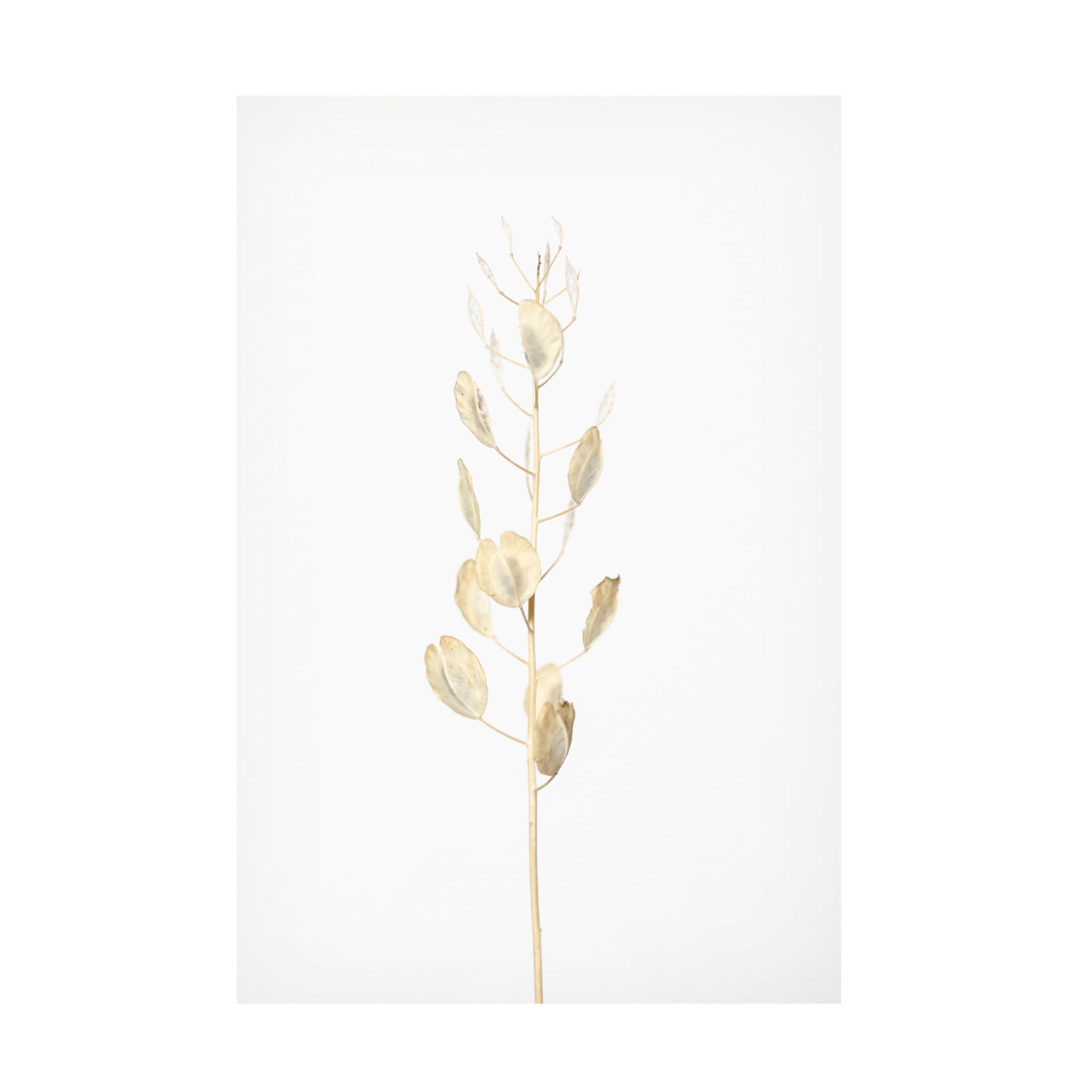 Trademark Fine Art Pictufy Studio Solitary Dried Plant Light Grey Canvas Wall Art
