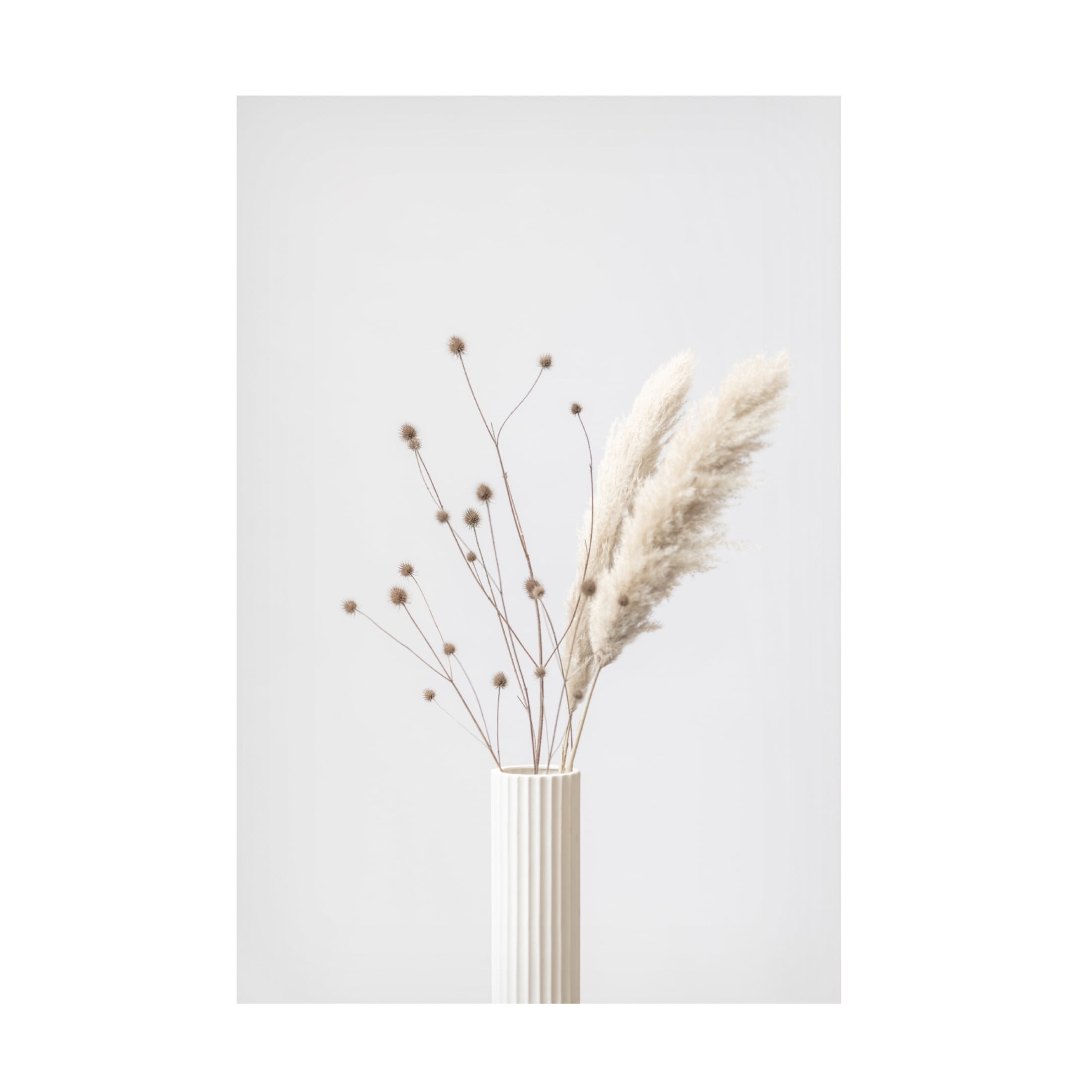 Trademark Fine Art Pictufy Studio Thistle A Pampas 01 Canvas Wall Art