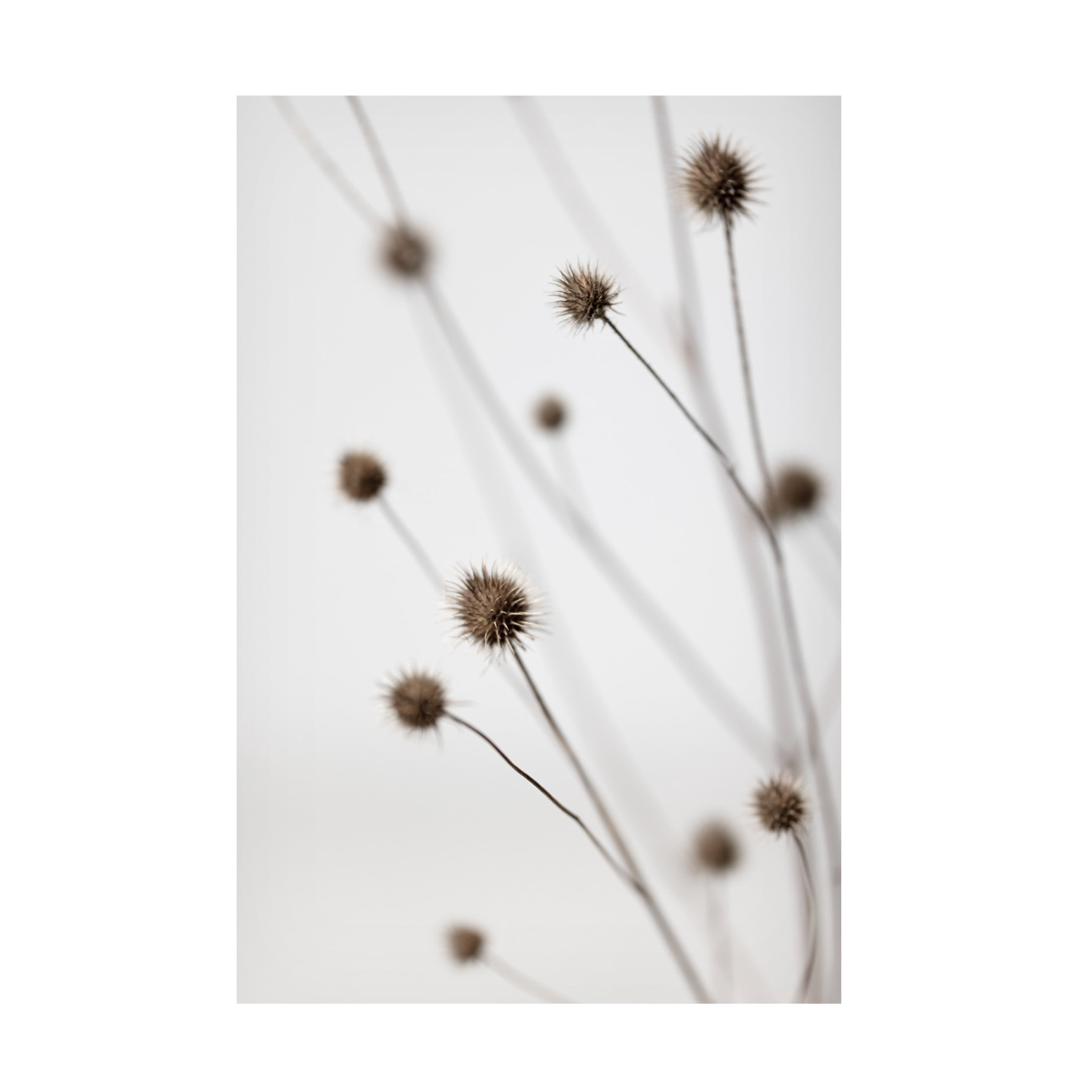 Trademark Fine Art Pictufy Studio Thistle Grey 06 Canvas Wall Art