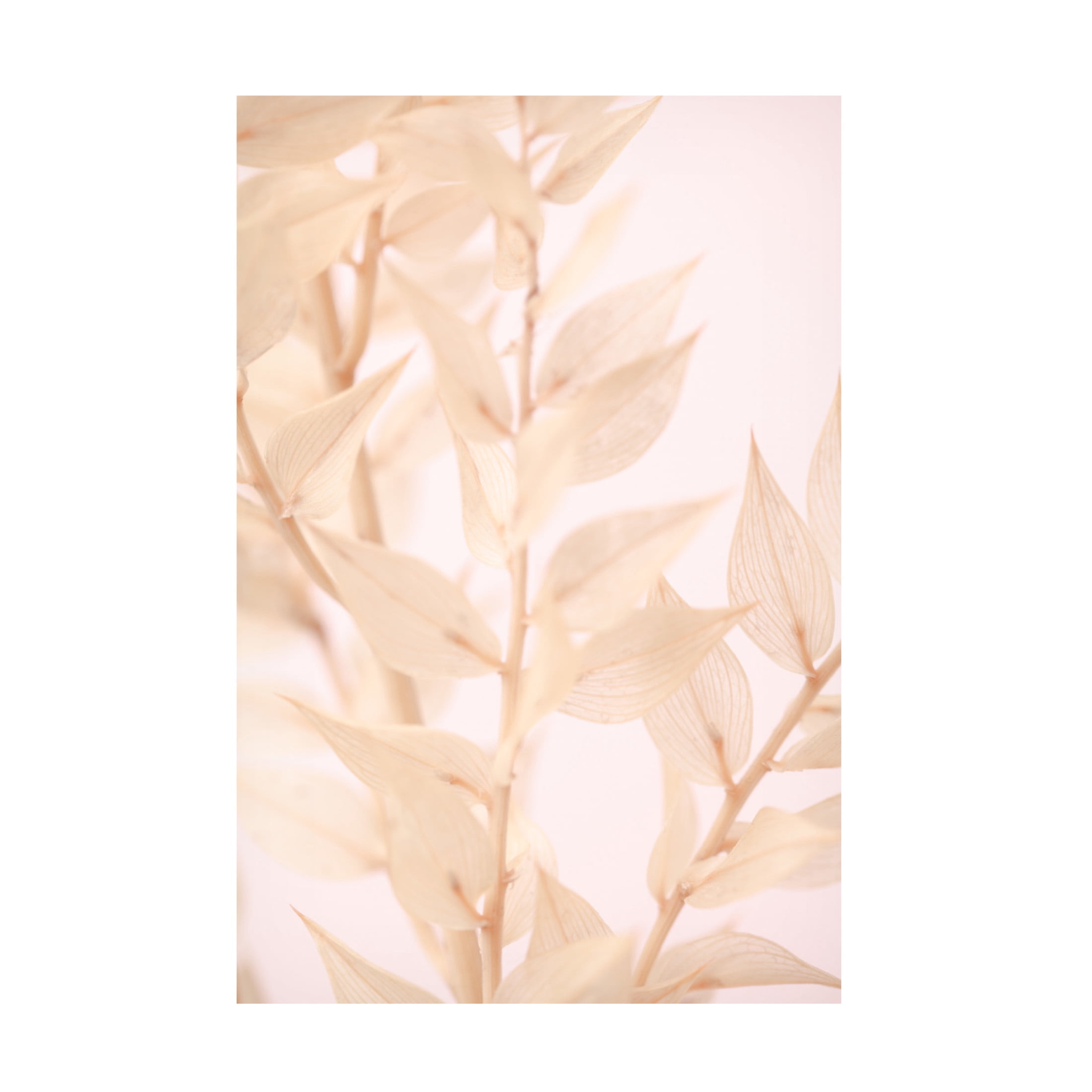 Trademark Fine Art Pictufy Studio Untitled Canvas Wall Art