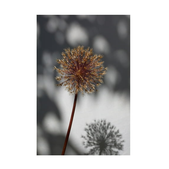 Trademark Fine Art Pictufy Studio Withered Flower, Seed House 1 Canvas Wall Art