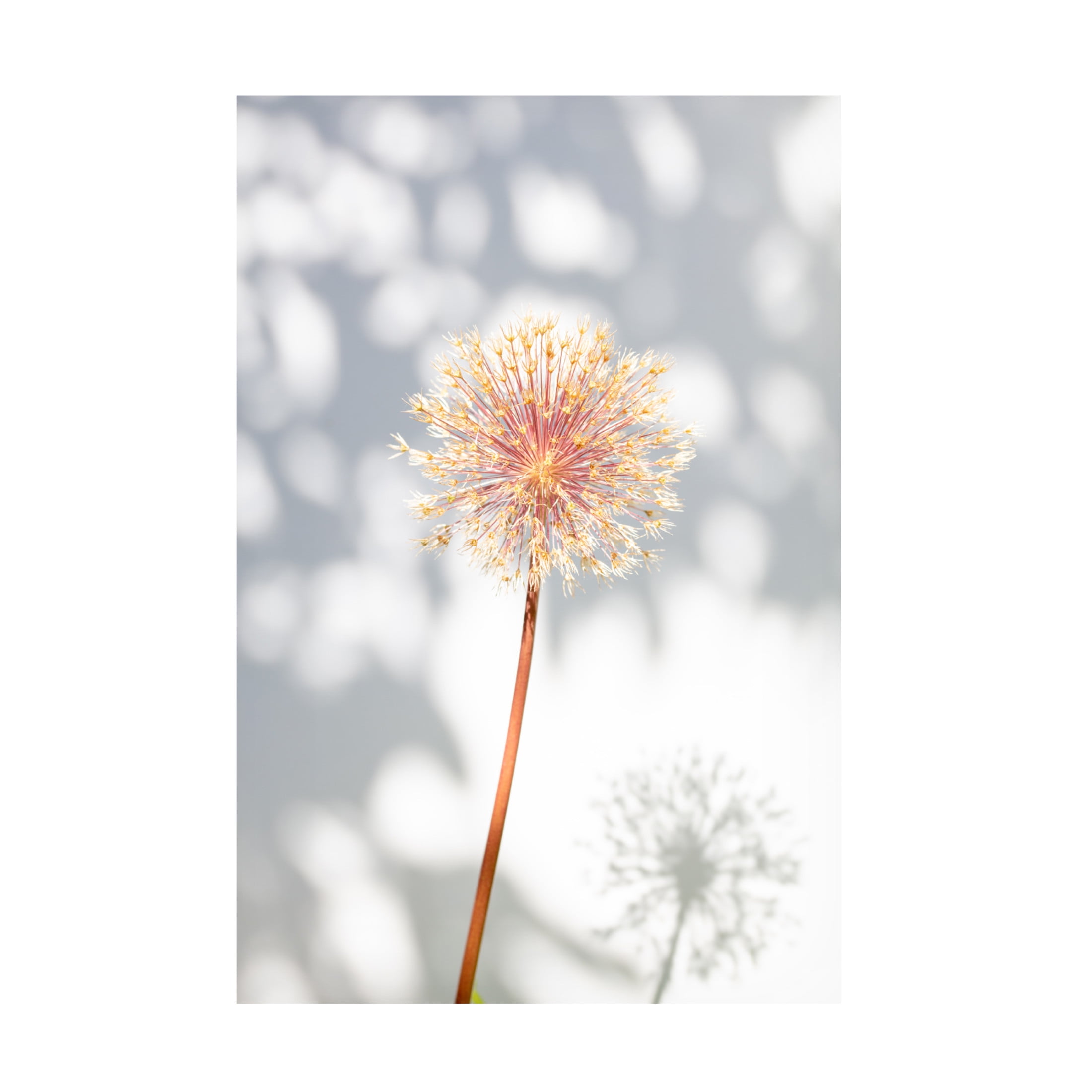 Trademark Fine Art Pictufy Studio Withered Flower, Seed House 2 Canvas Wall Art