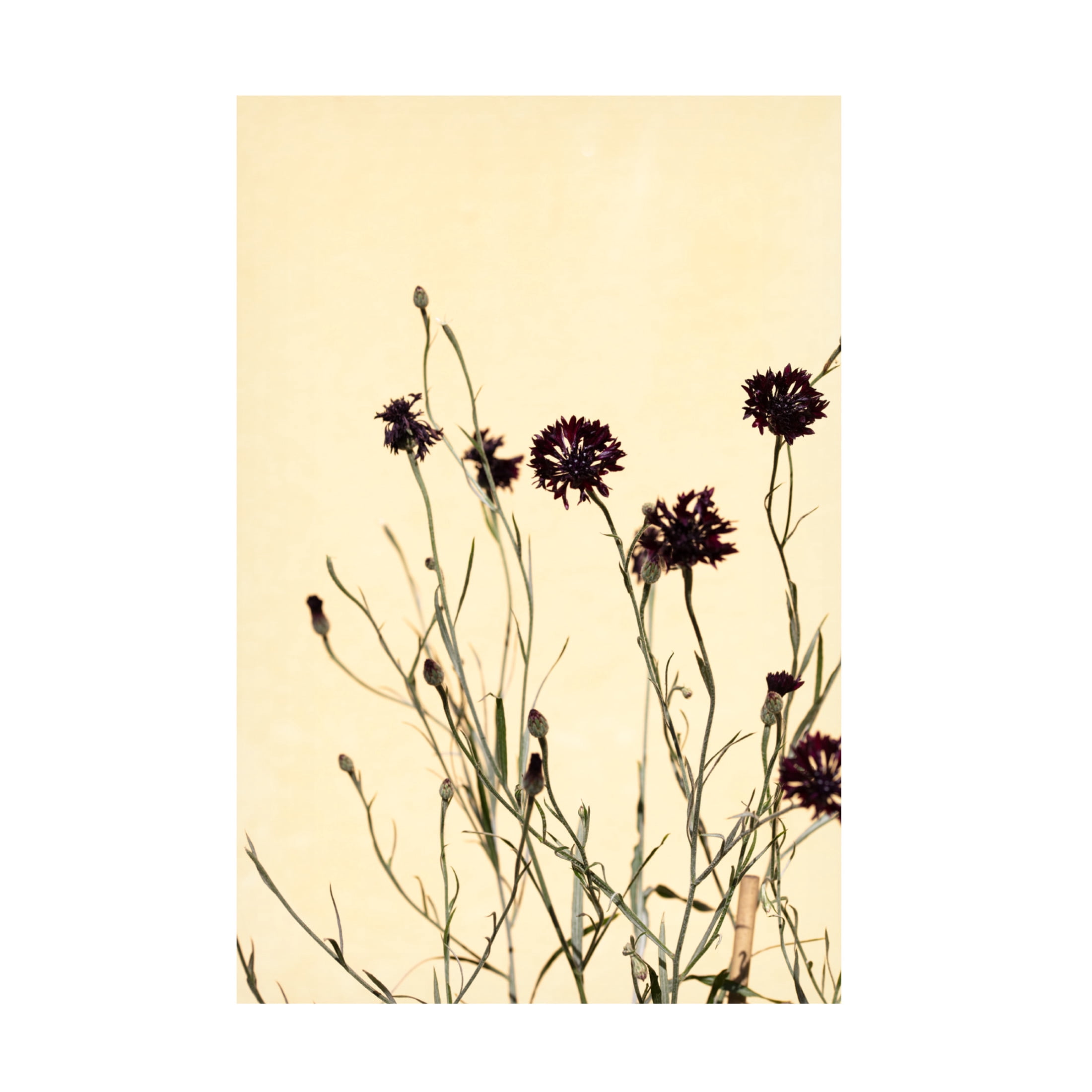 Trademark Fine Art Pictufy Studio Withered Flowers Canvas Wall Art