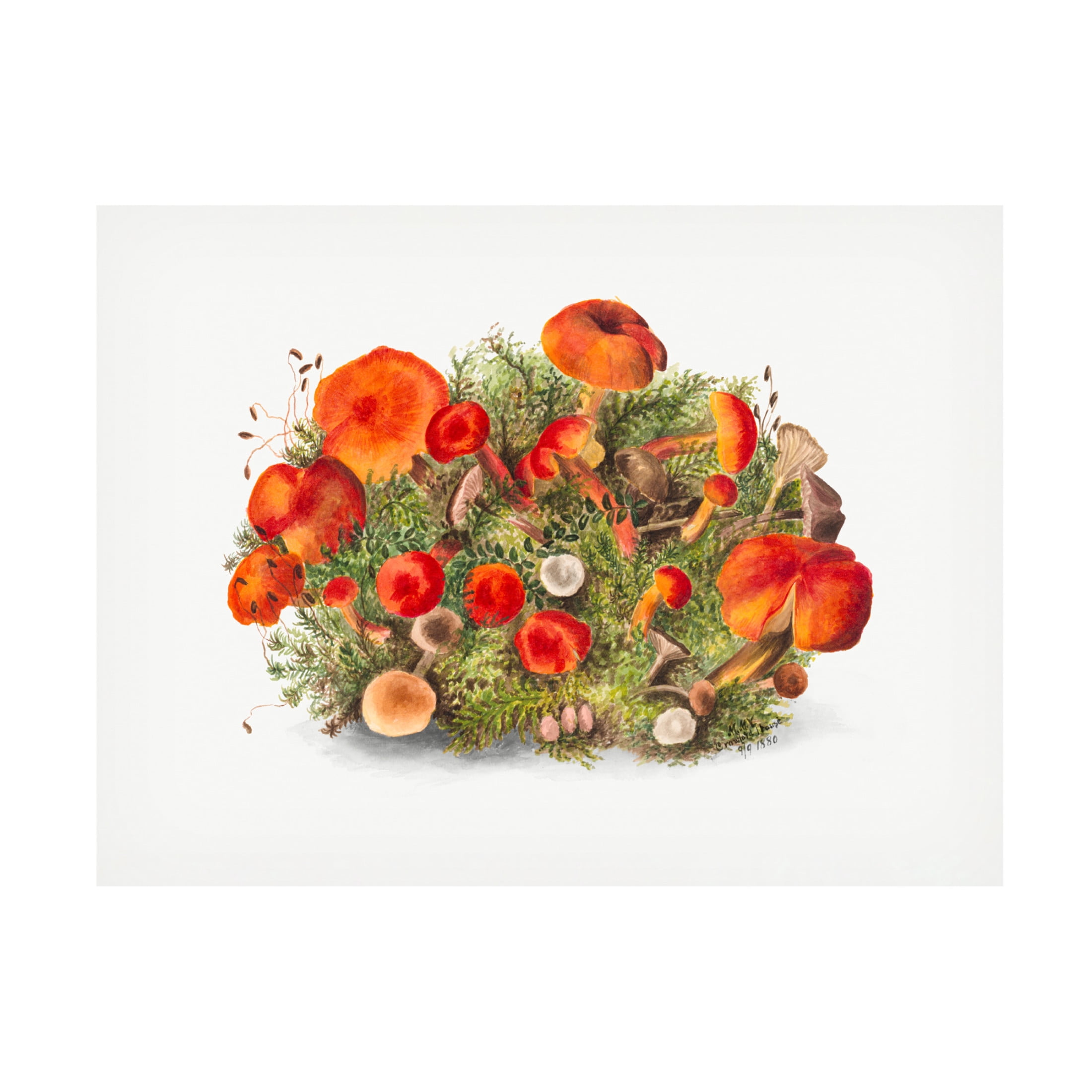 Trademark Fine Art Pictufy Study of Mushrooms 1880 Horizontal Canvas Wall Art