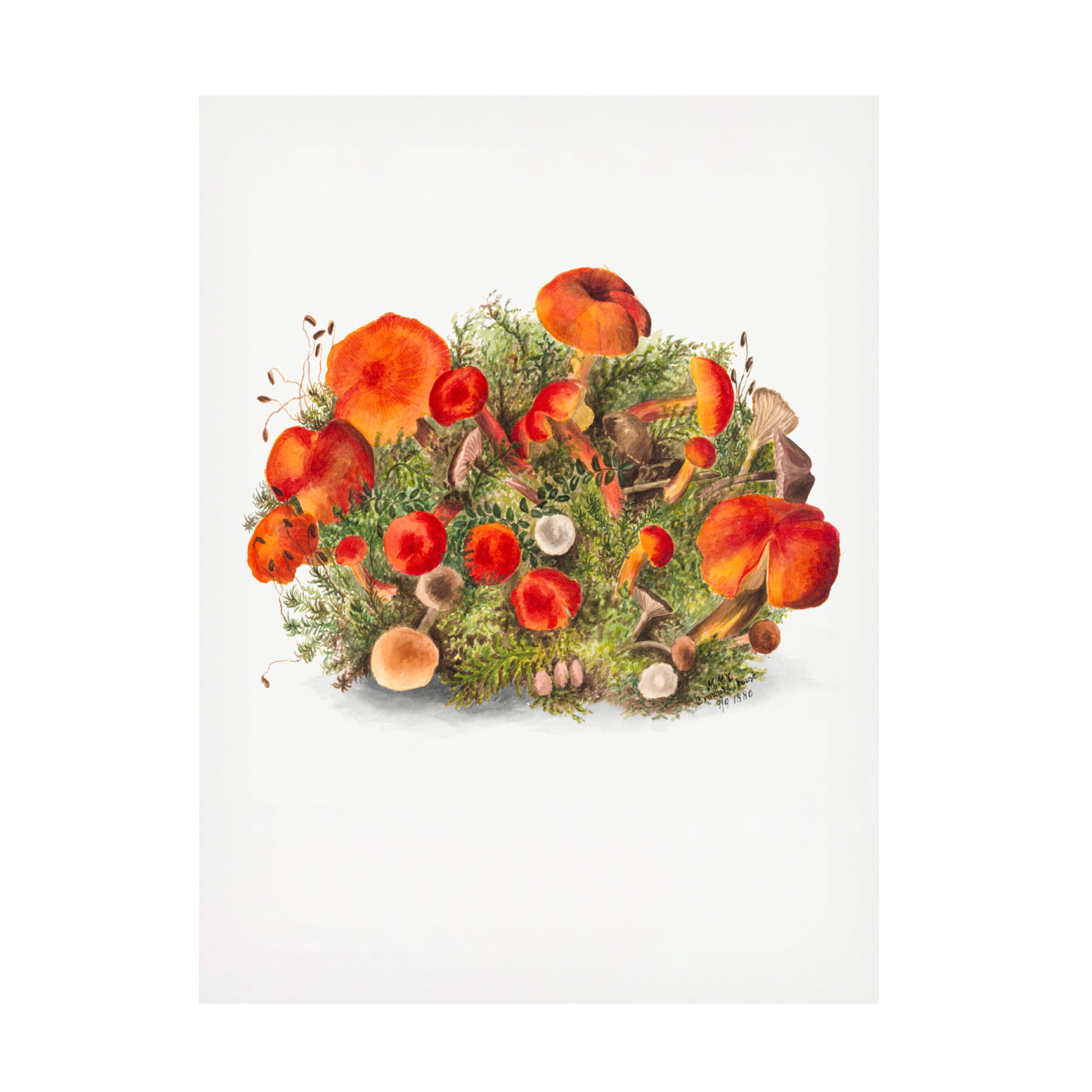 Trademark Fine Art Pictufy  Study of Mushrooms 1880 Portrait Mode Canvas Wall Art