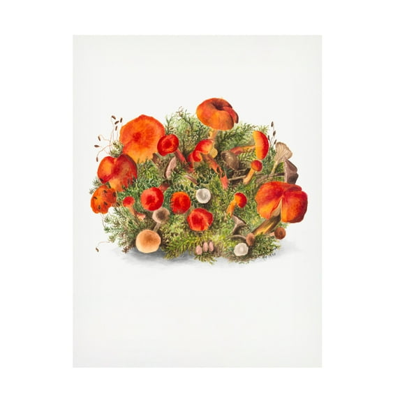 Trademark Fine Art Pictufy Study of Mushrooms 1880 Portrait Mode Canvas Wall Art