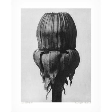 Trademark Fine Art Pictufy  Taraxacum Officinale Canvas Wall Art