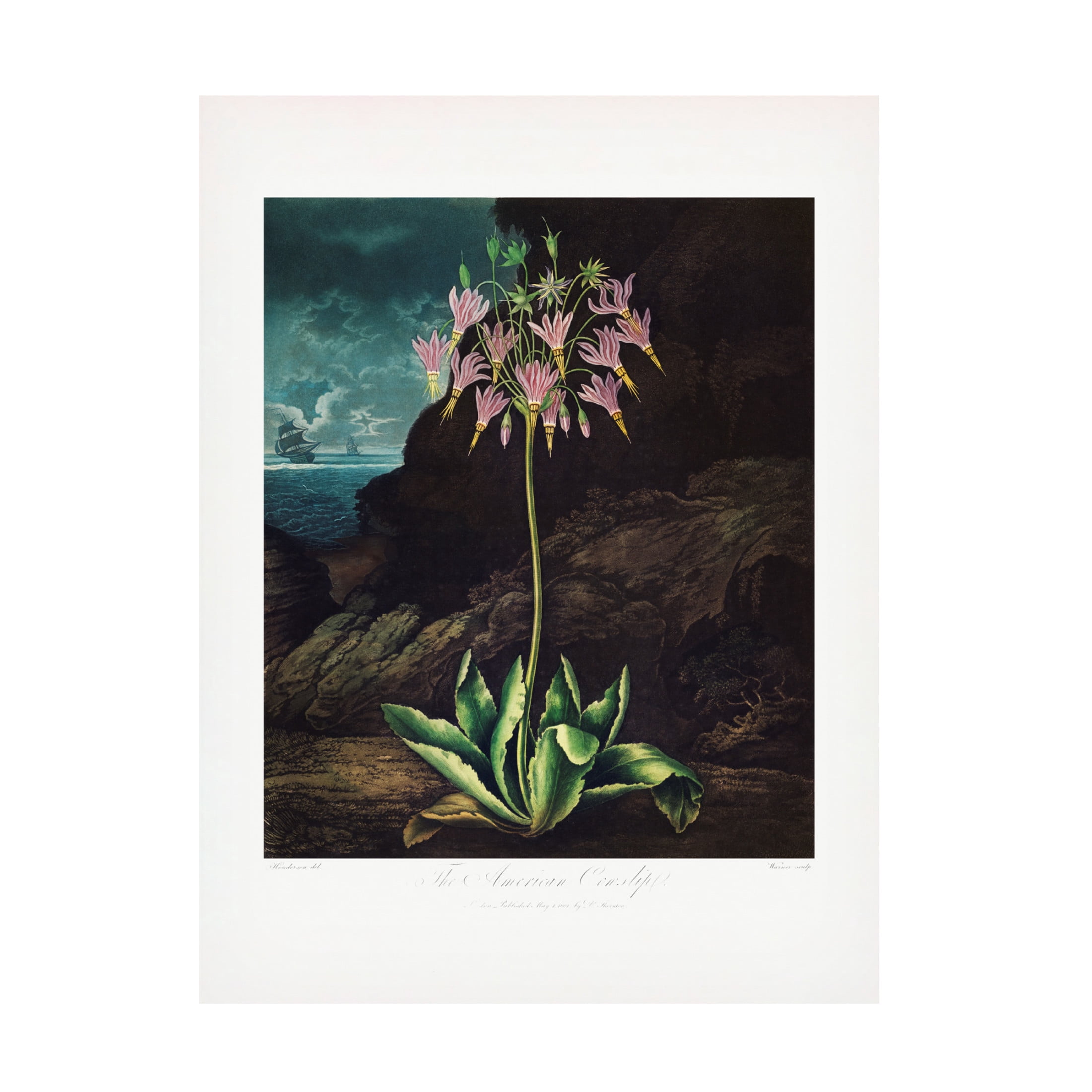 Trademark Fine Art Pictufy The American Cowslip from The Temple of Flora 1807 Canvas Wall Art