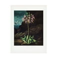 thumbnail image 1 of Trademark Fine Art Pictufy The American Cowslip from The Temple of Flora 1807 Canvas Wall Art, 1 of 4