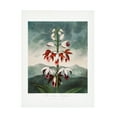 thumbnail image 1 of Trademark Fine Art Pictufy The Chinese Limodoron from The Temple of Flora 1807 Canvas Wall Art, 1 of 4