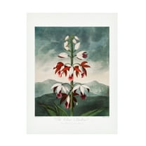 Trademark Fine Art Pictufy The Chinese Limodoron from The Temple of Flora 1807 Canvas Wall Art
