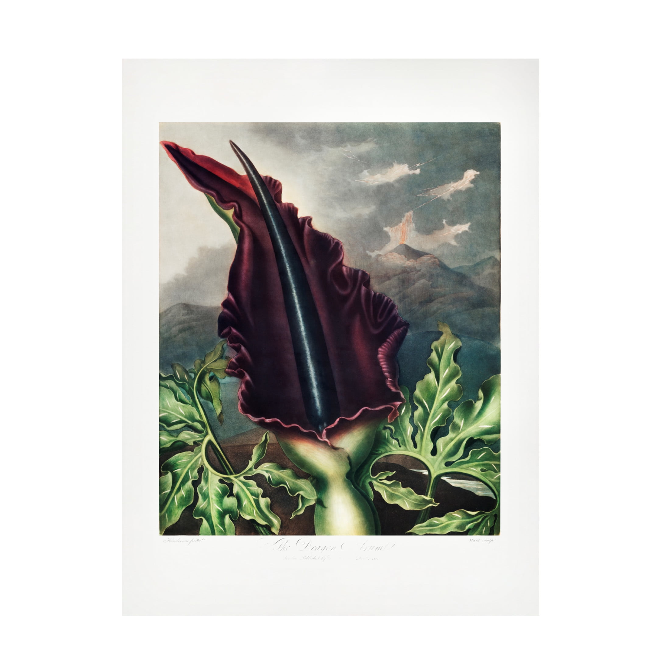 Trademark Fine Art Pictufy  The Dragon Arum from The Temple of Flora 1807 Canvas Wall Art