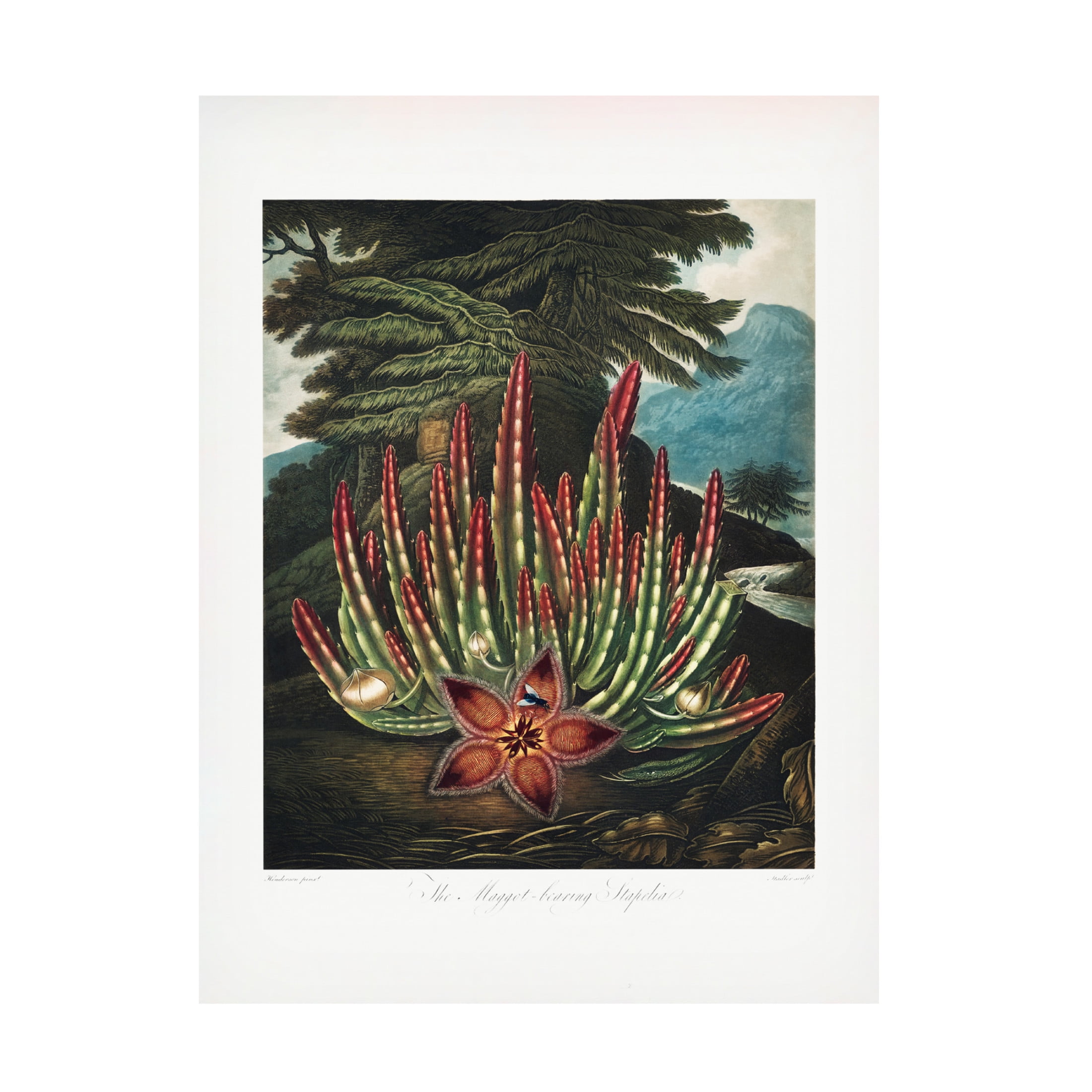 Trademark Fine Art Pictufy The MaggotaBearing Stapelia from The Temple of Flora 1807 Canvas Wall Art