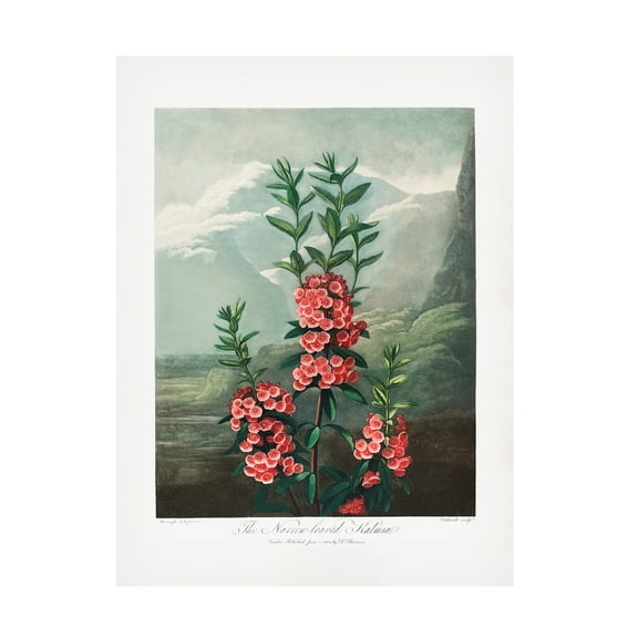 Trademark Fine Art Pictufy The NarrowaLeaved Kalmia from The Temple of Flora 1807 Canvas Wall Art