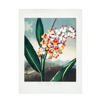 Trademark Fine Art Pictufy The Nodding Renealmia from The Temple of Flora 1807 Canvas Wall Art