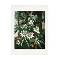 Trademark Fine Art Pictufy  The Passiflora Cerulea from The Temple of Flora 1807 Canvas Wall Art