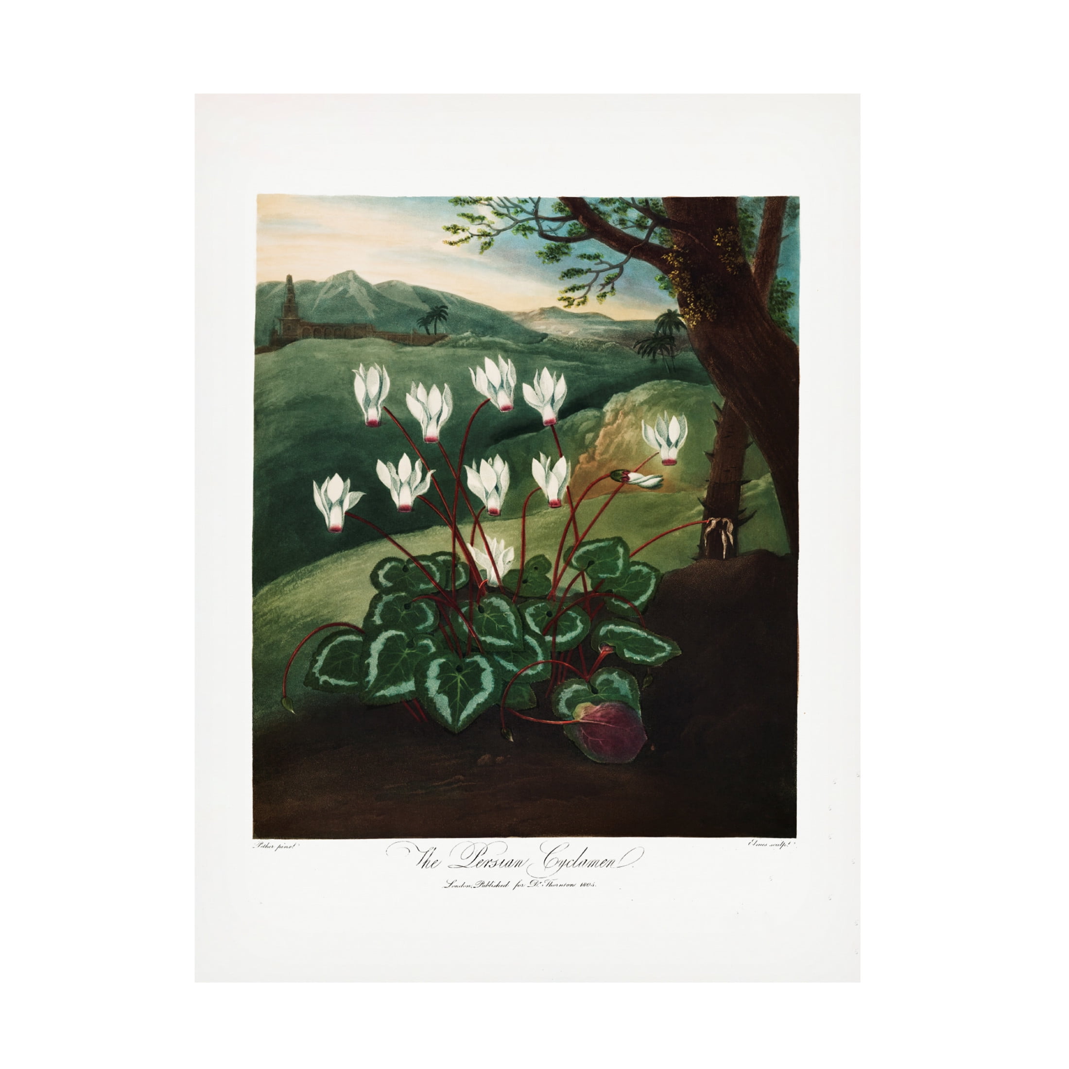 Trademark Fine Art Pictufy  The Persian Cyclamen from The Temple of Flora 1807 Canvas Wall Art