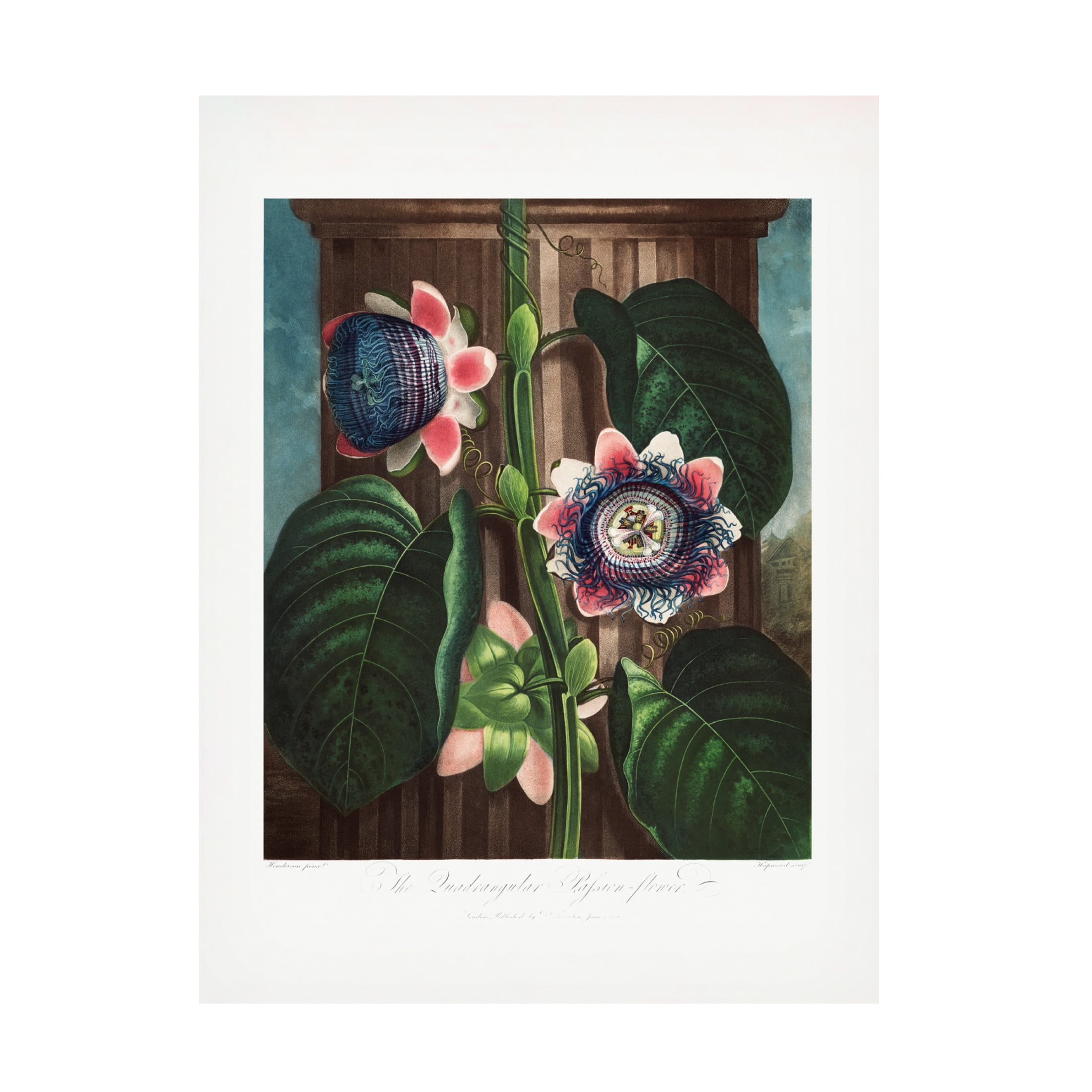 Trademark Fine Art Pictufy  The Quadrangular Passion Flower from The Temple of Flora 1807 Canvas Wall Art
