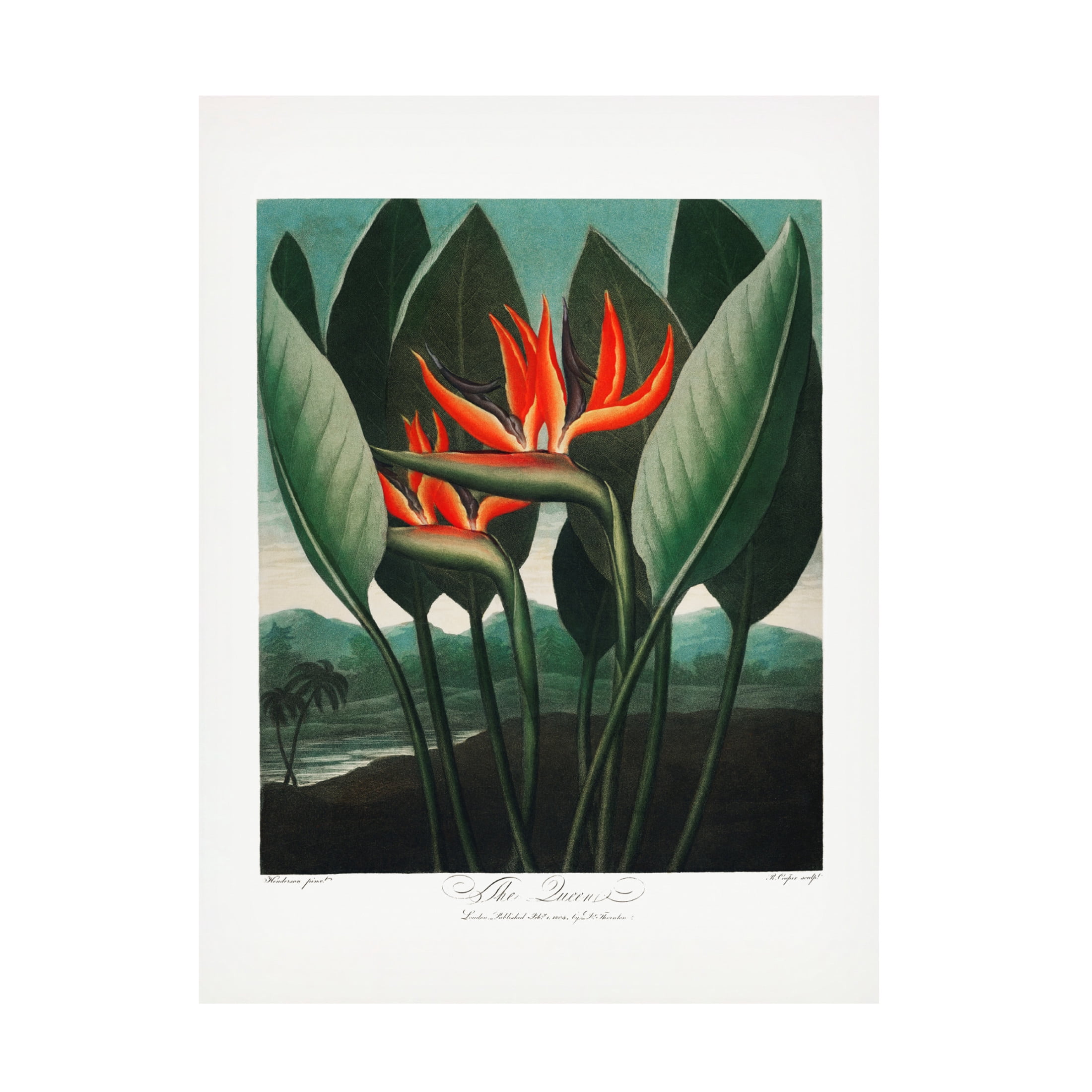 Trademark Fine Art Pictufy  The QueenaPlant from The Temple of Flora 1807 Canvas Wall Art
