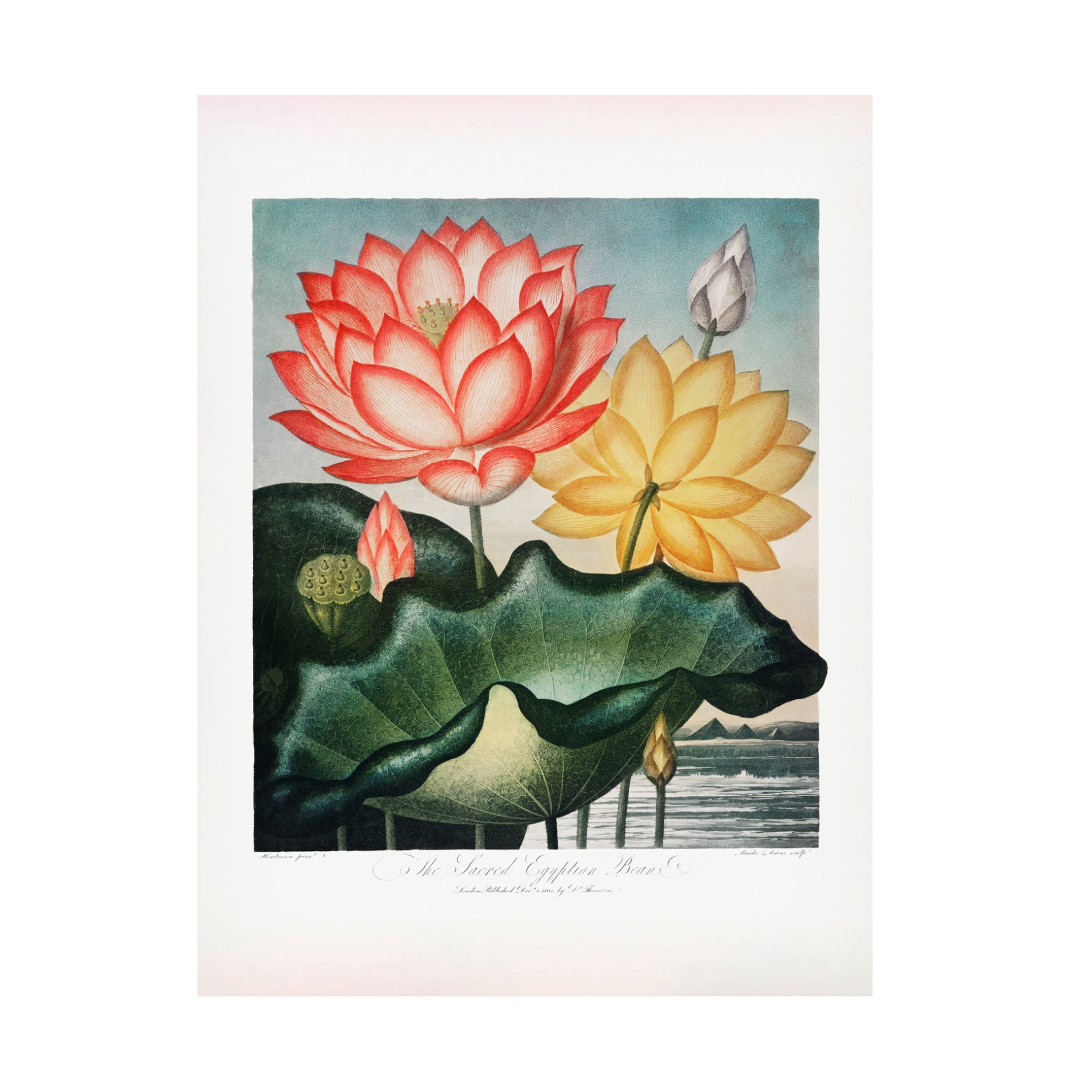 Trademark Fine Art Pictufy The Sacred Egyptian Bean from The Temple of Flora 1807 Canvas Wall Art