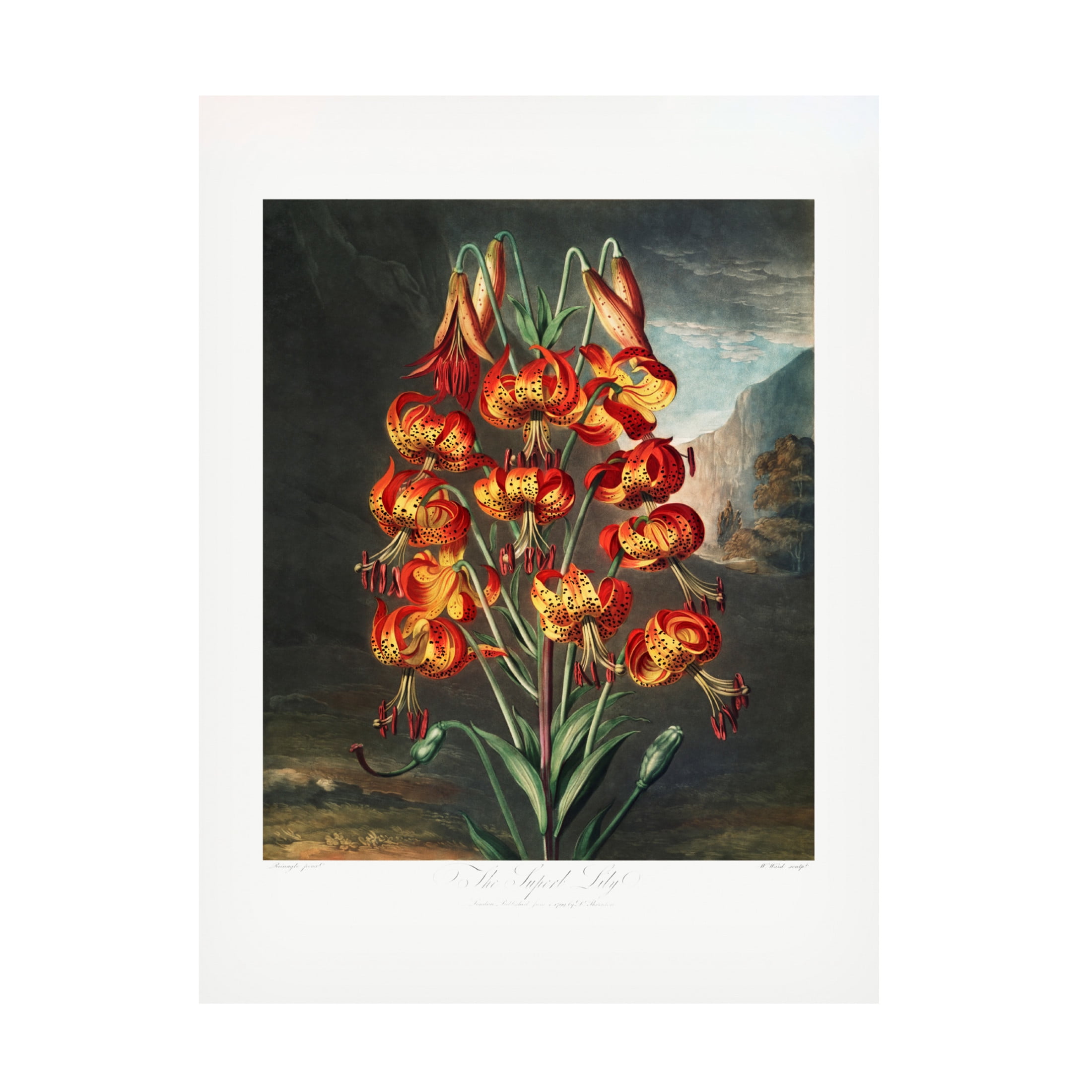 Trademark Fine Art Pictufy The Superb Lily from The Temple of Flora 1807 Canvas Wall Art