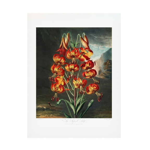 Trademark Fine Art Pictufy The Superb Lily from The Temple of Flora 1807 Canvas Wall Art