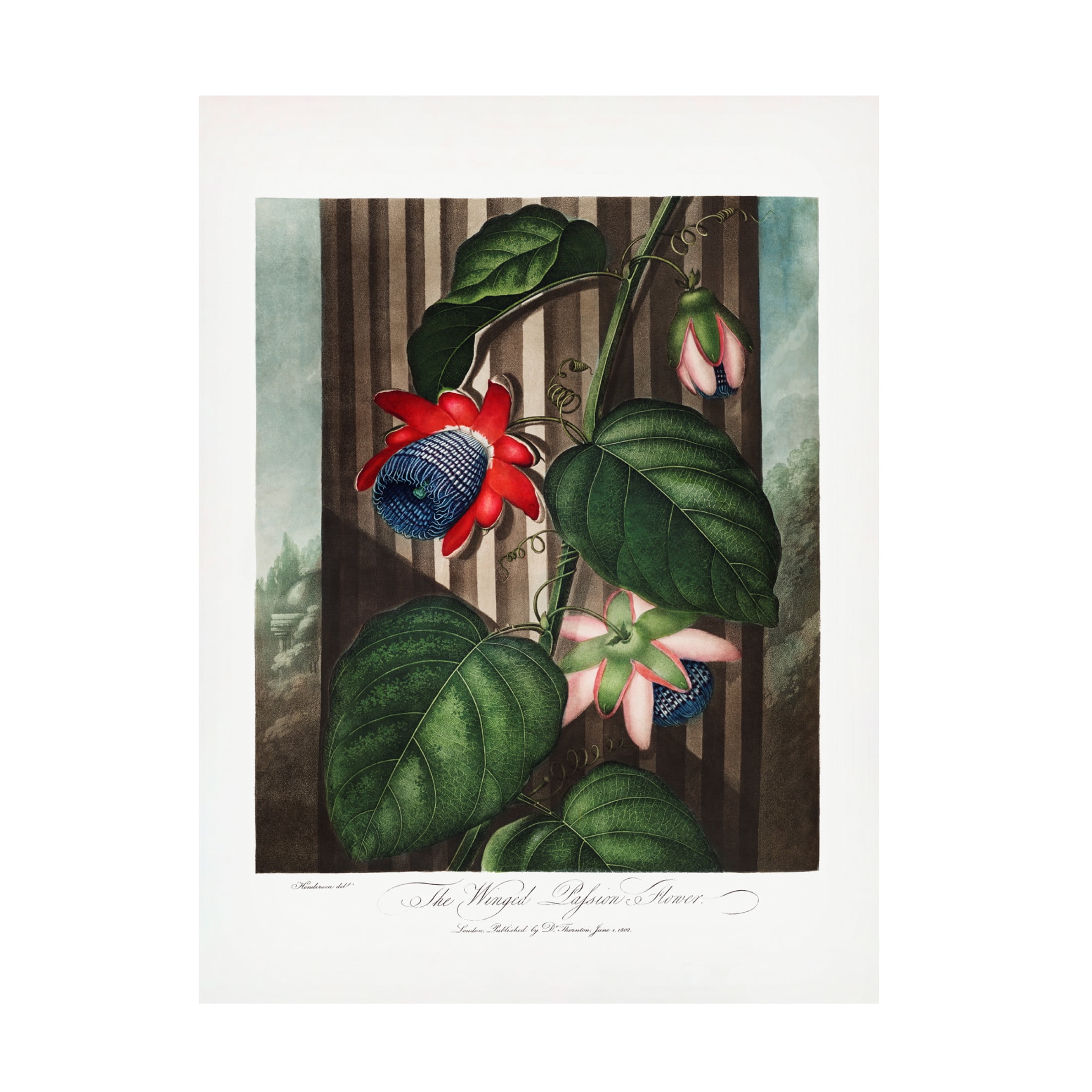Trademark Fine Art Pictufy  The Winged Passion Flower from The Temple of Flora 1807 Canvas Wall Art