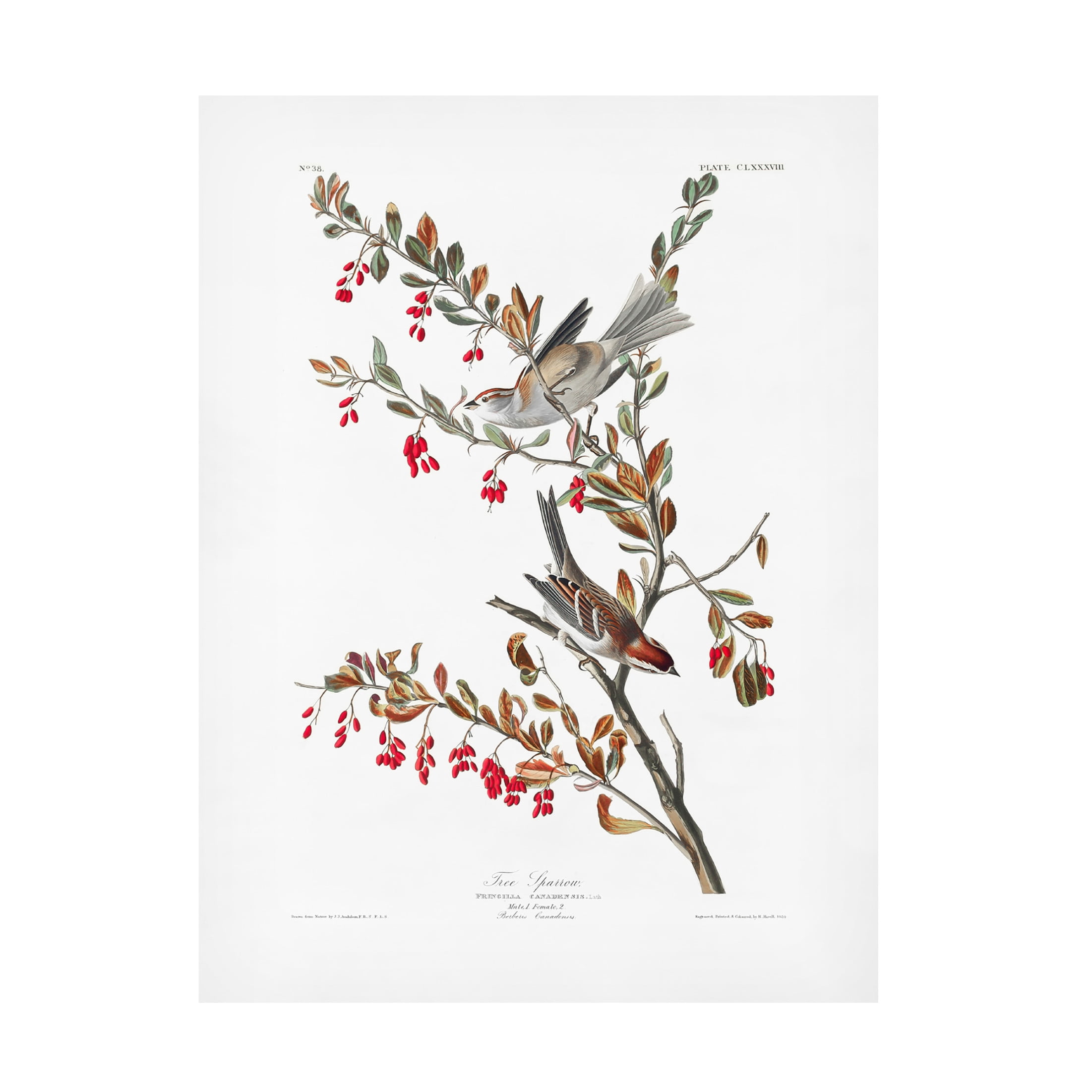 Trademark Fine Art Pictufy Tree Sparrow From Birds of America 1827 Canvas Wall Art