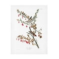thumbnail image 1 of Trademark Fine Art Pictufy Tree Sparrow From Birds of America 1827 Canvas Wall Art, 1 of 4