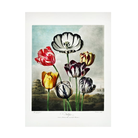 Trademark Fine Art Pictufy  Tulips from The Temple of Flora 1807 Canvas Wall Art